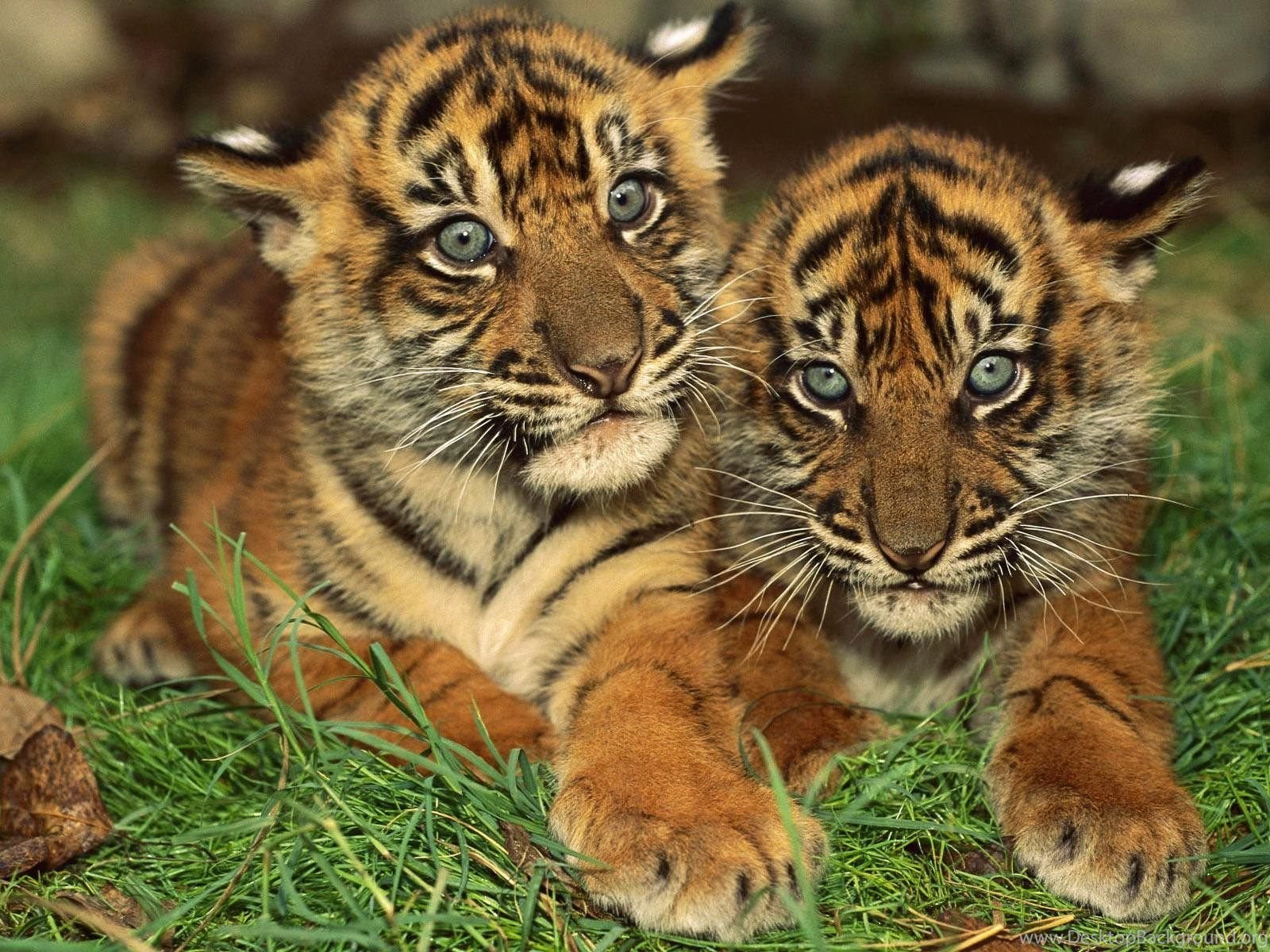 В мире животных 2024. Тигренок. Красивые звери. Картинки на рабочий стол тигр. Миленький Тигренок.