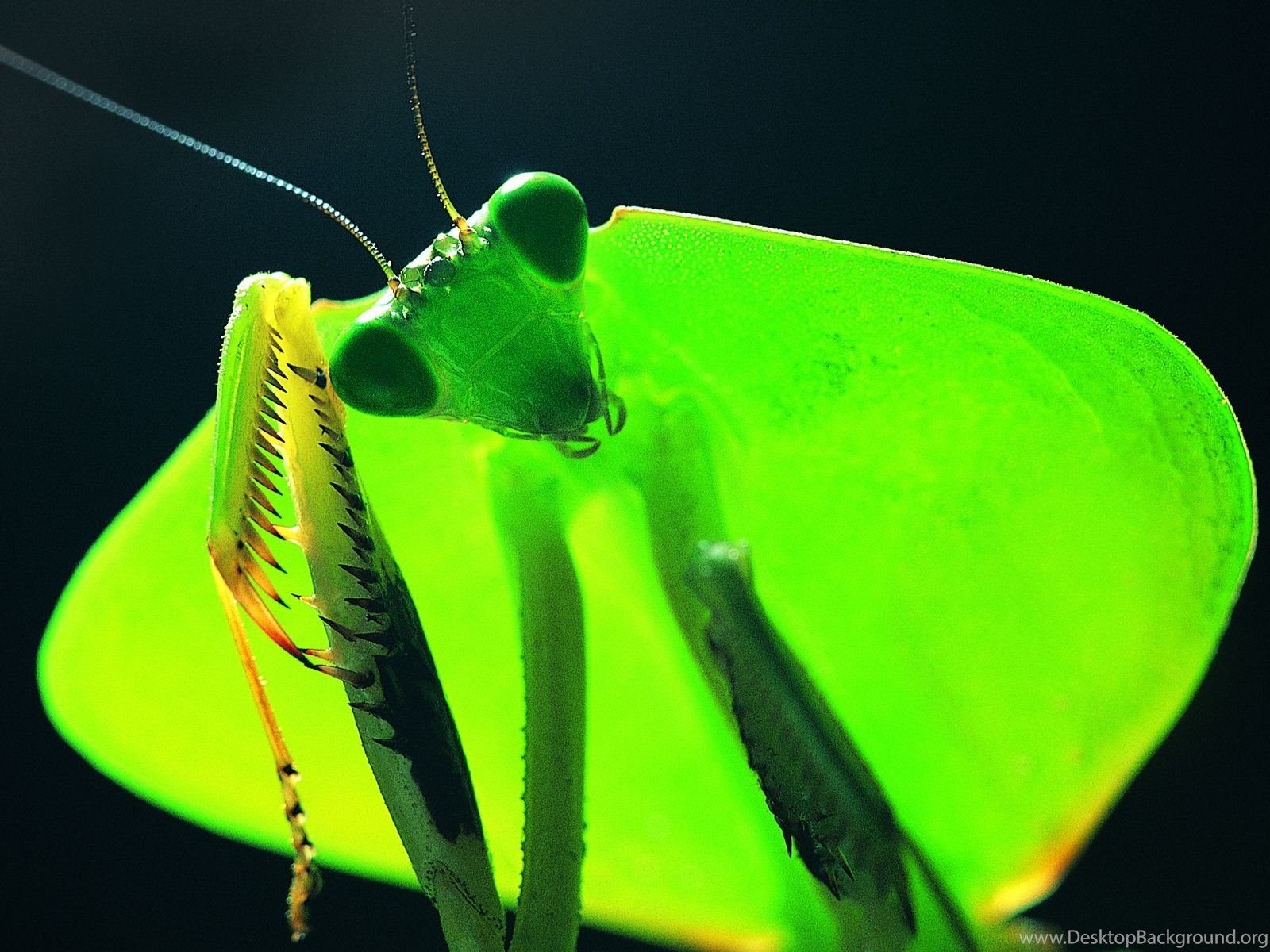 Окраска богомола. Praying Mantis насекомое. Жук богомол. Королевский богомол. Черный богомол.