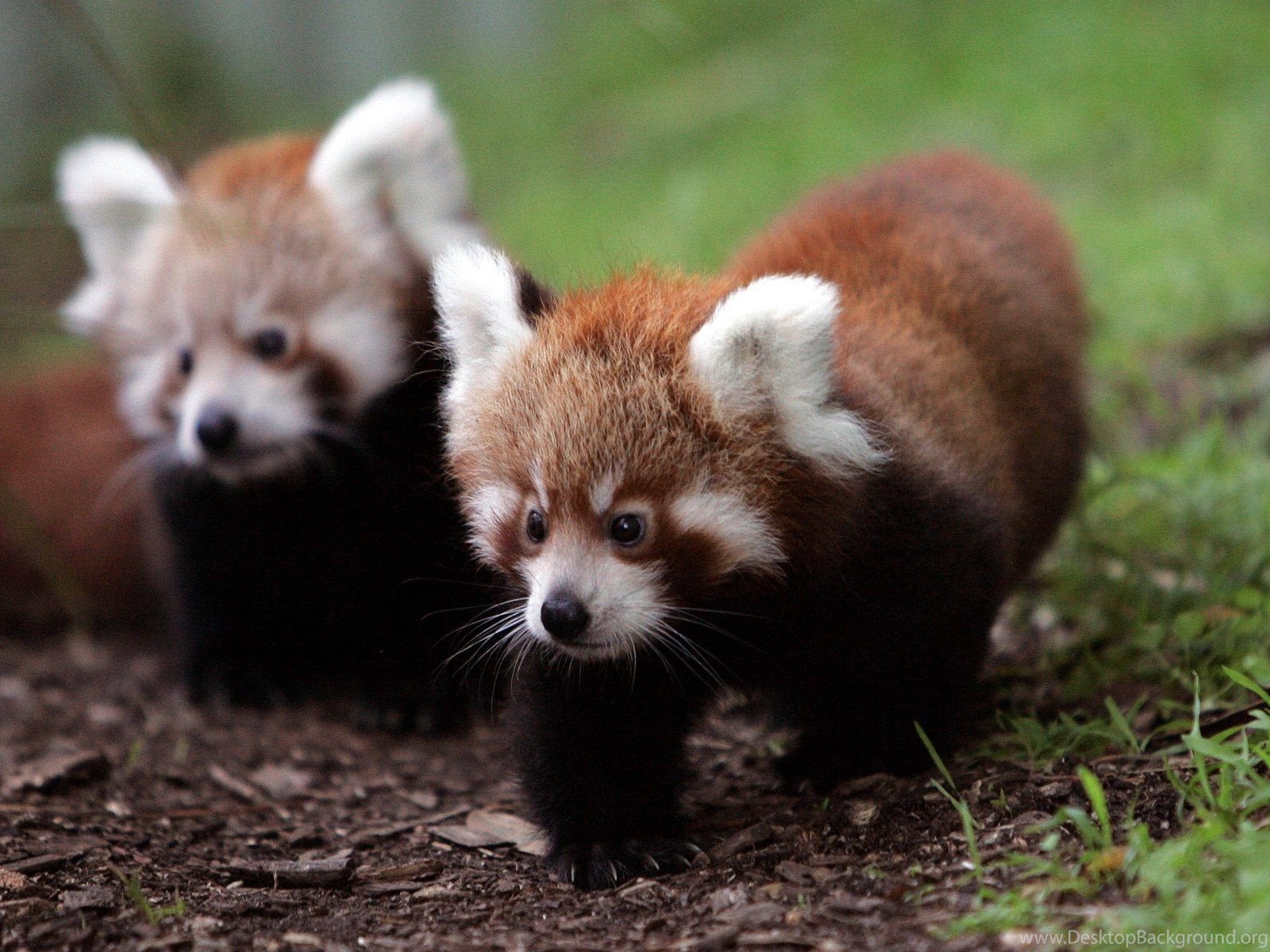 Gallery For Cute Baby Red Panda Wallpapers Desktop Background Gallery For Cute Baby Red Panda Wallpapers Desktop Background