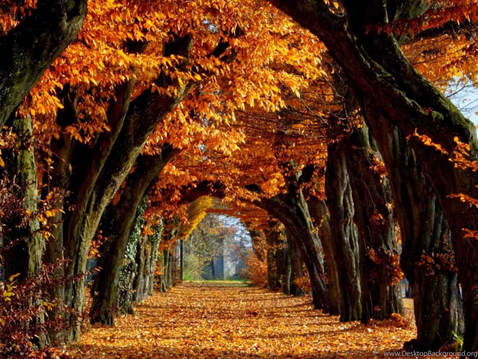 Fall отзывы. Осень. Природа осенью. Осенний парк. Красивая осень.