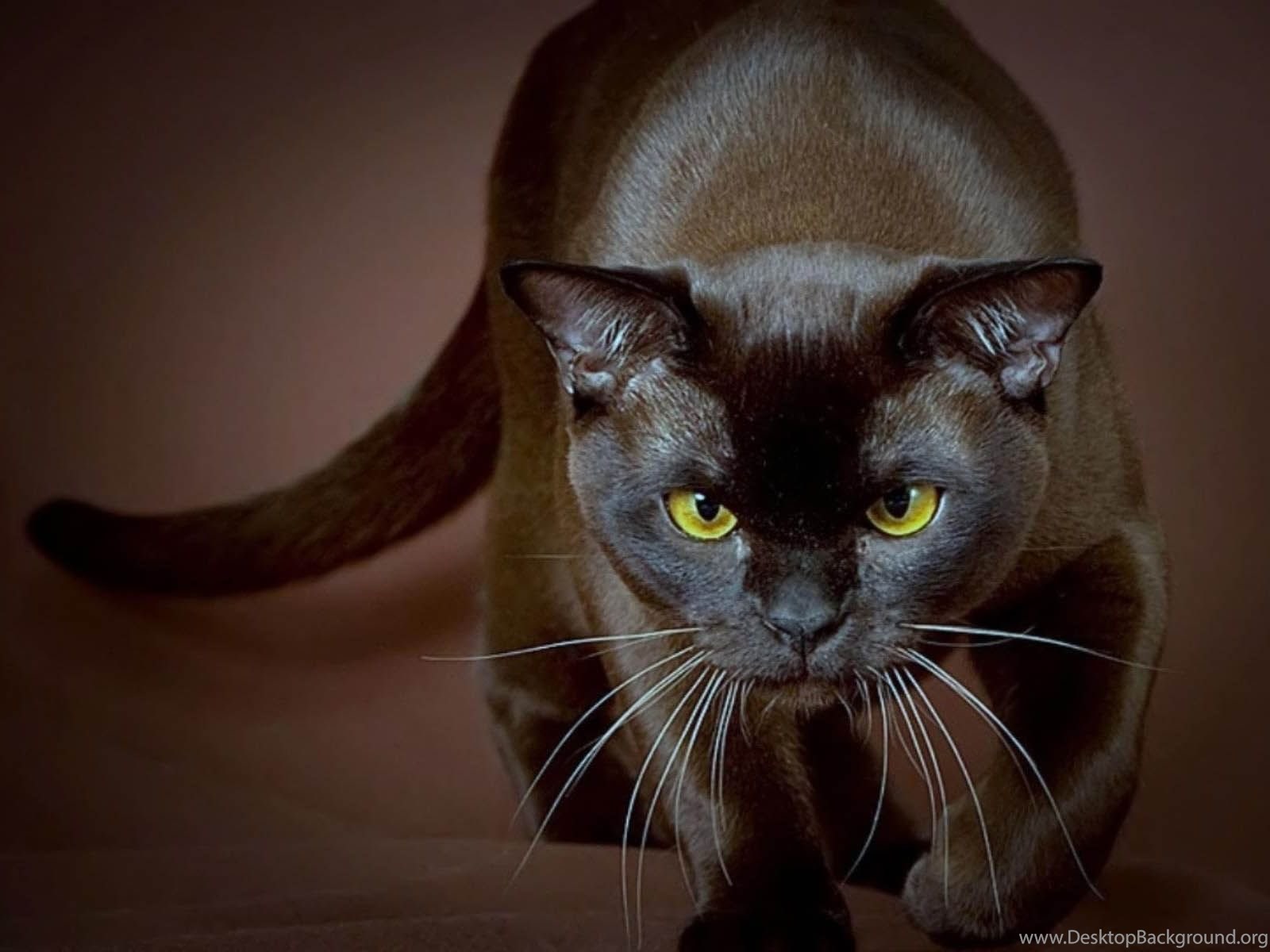 Кот черно шоколадный. Бурманская кошка. Порода кошек Бурма. Бурманская короткошерстная кошка. Европейская Бурма.