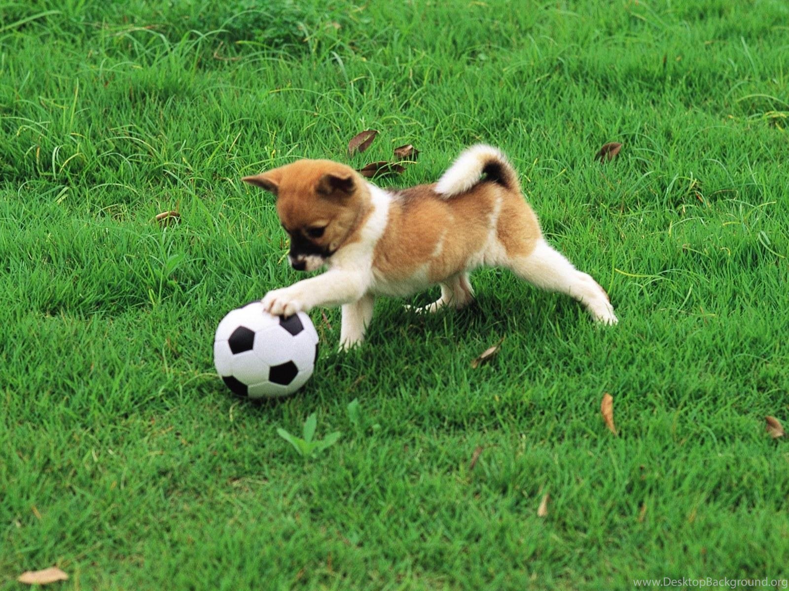 Dog play