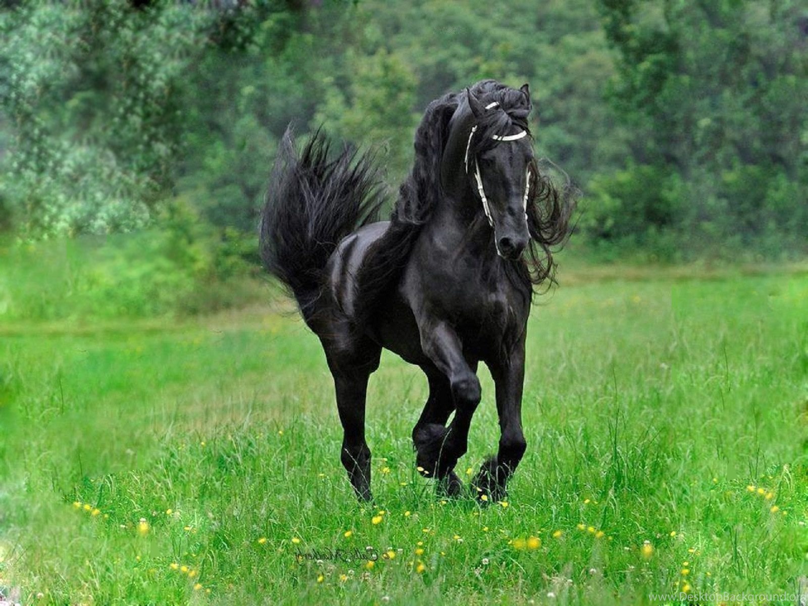 Черный про лошадей. Фризская Вороная. Лошадь породы Мустанг вороной. Фризская лошадь гнедая. Вороная Фризская лошадь.