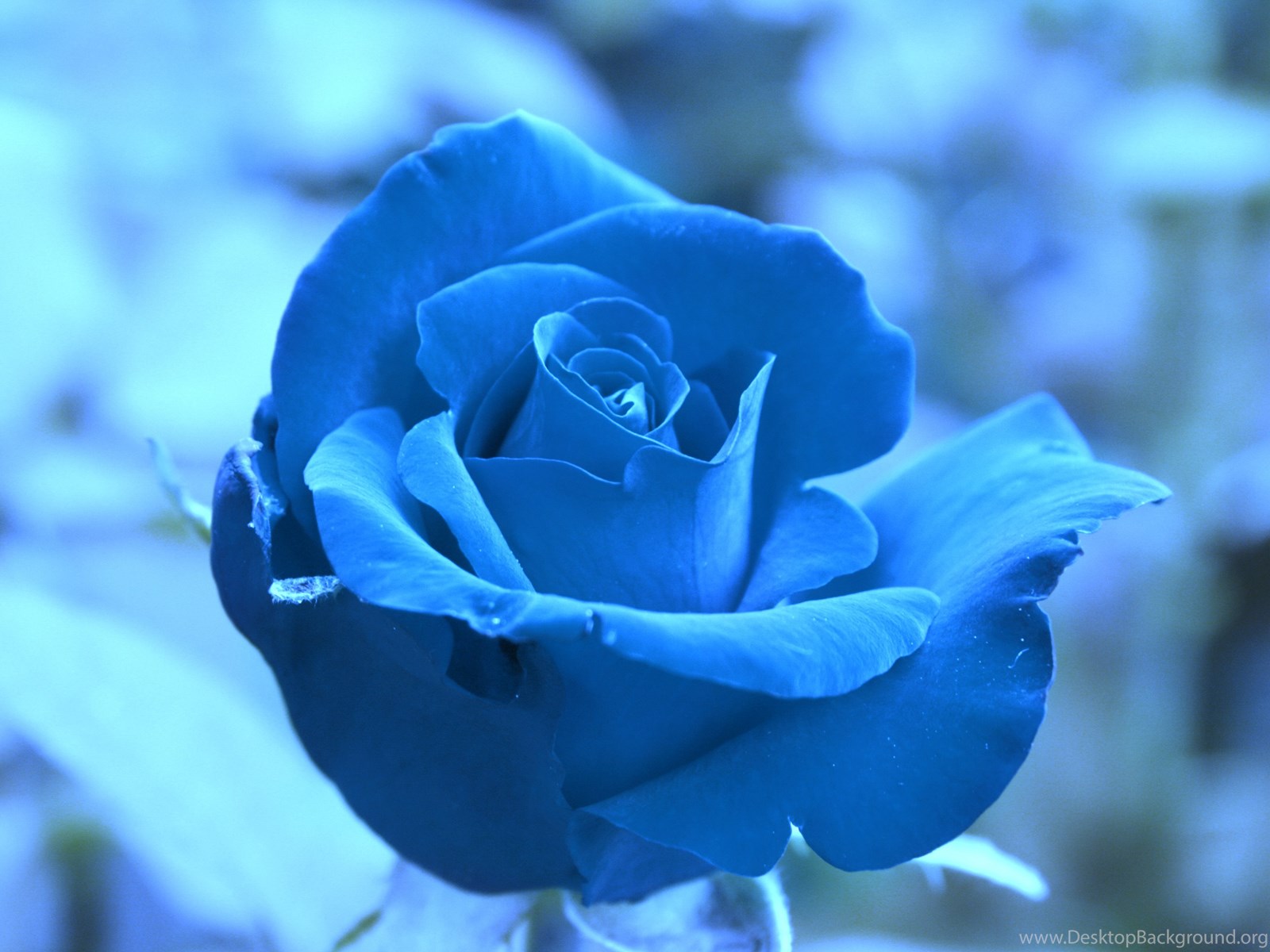 Полюбила голубого. Голубые розы Сантори. Голубой цвет. Синие цветы. Розы синего цвета.