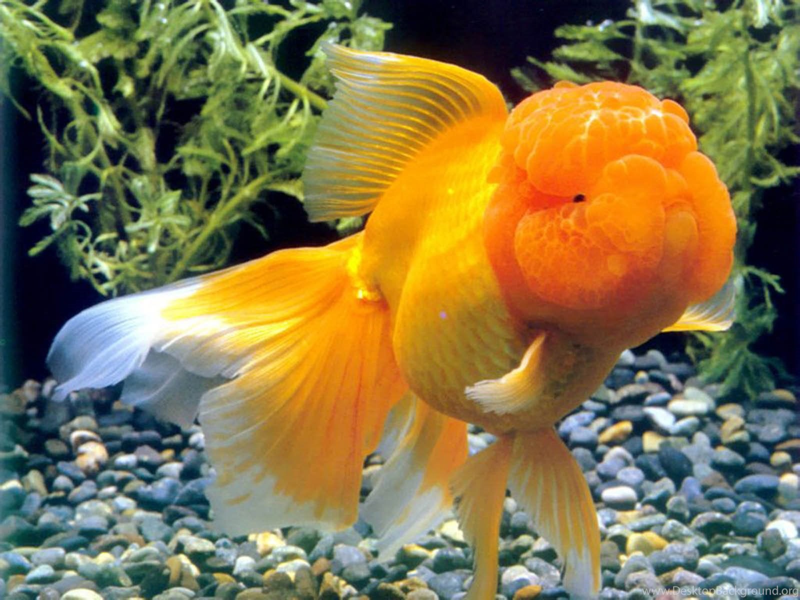 Фото цветов золотая рыбка