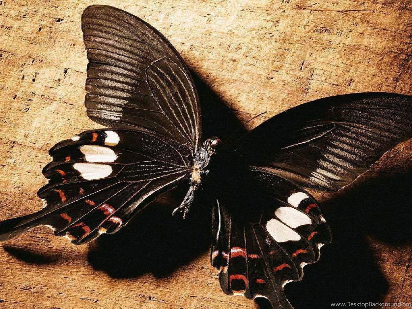 Сохранение темных бабочек в результате. Бабочка черная. Красивая черная бабочка. Бабочка черного цвета. Тёмно коричневая бабочка.