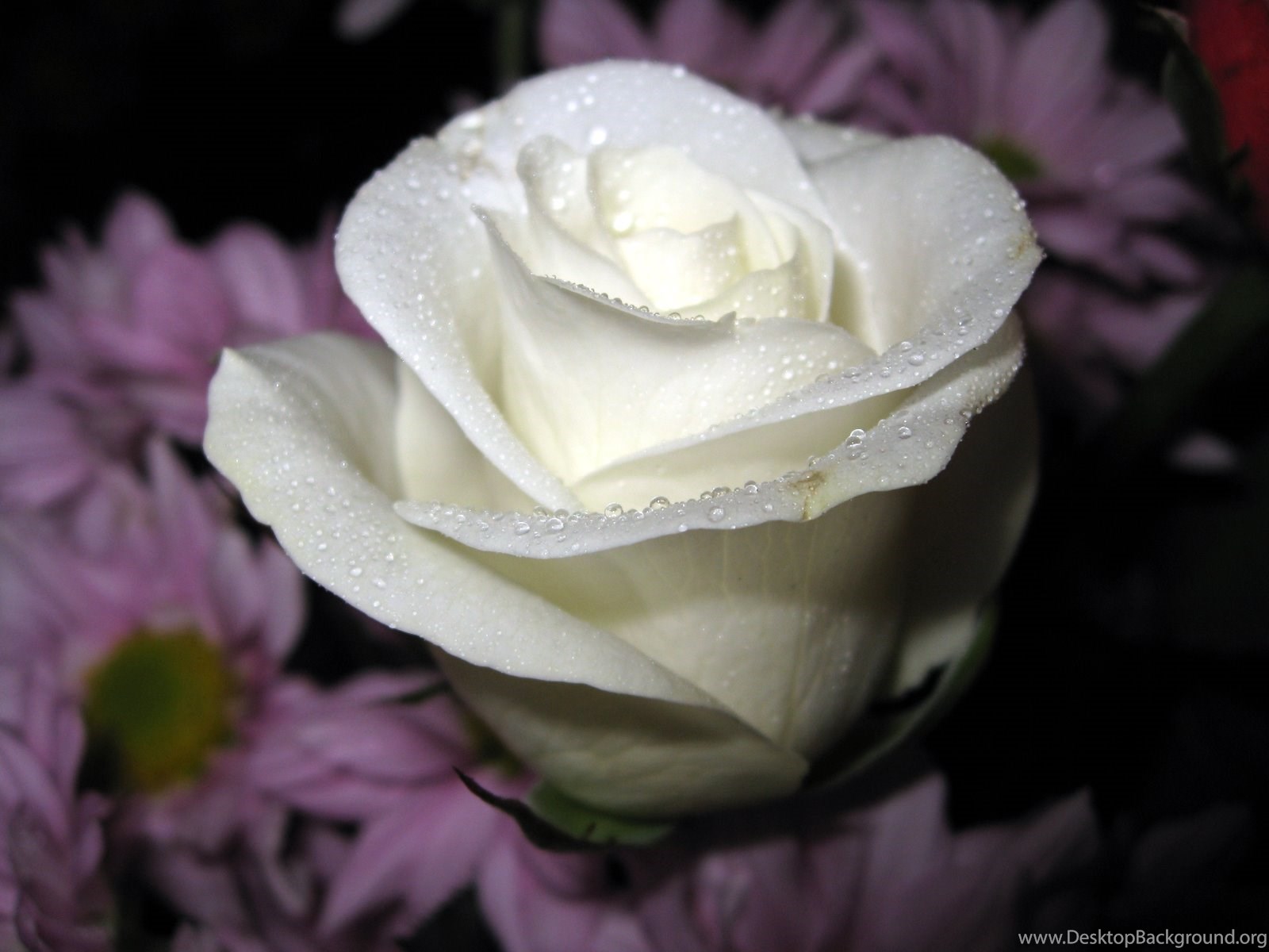 Розы бел восточная. Белые розы Магади.