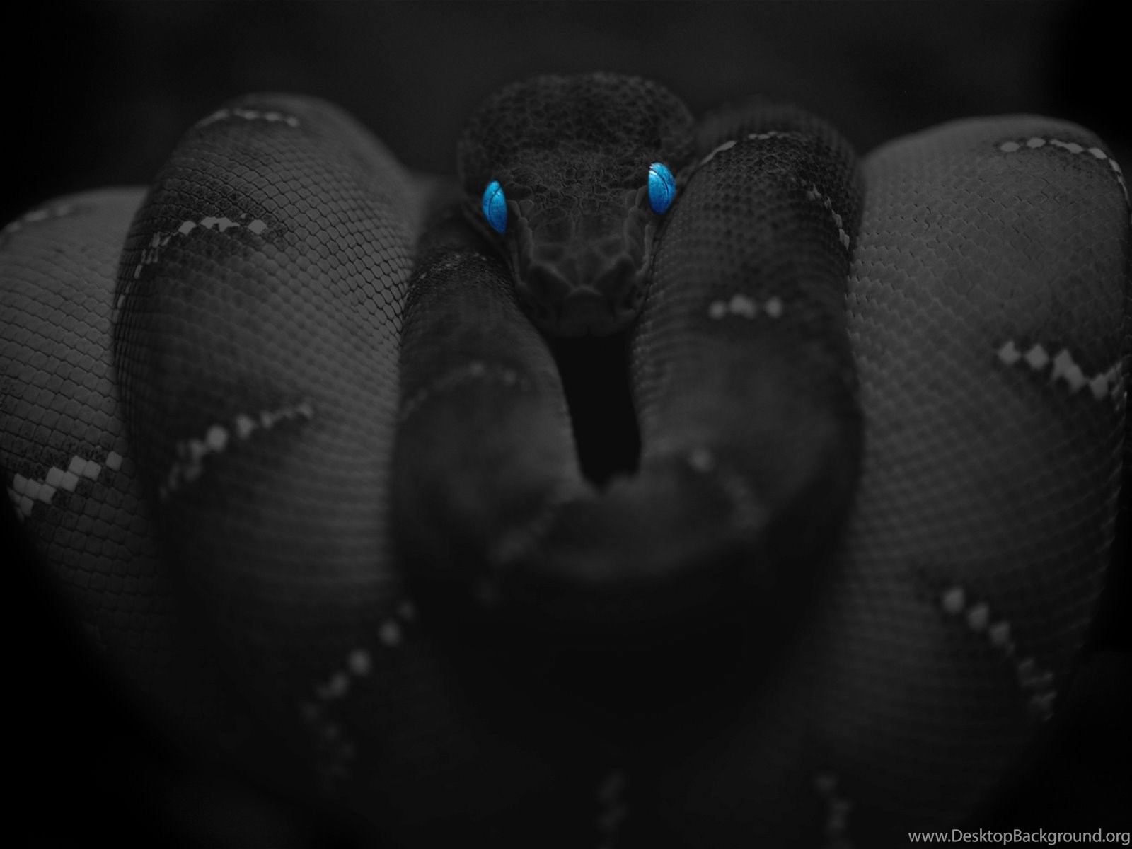 Snake Cool Backgrounds Wallpapers Attachment 7309 Amazing