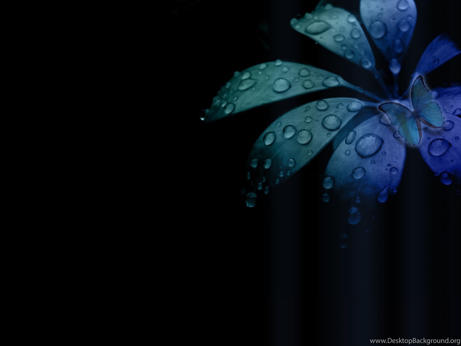 black flower desktop wallpapers hd