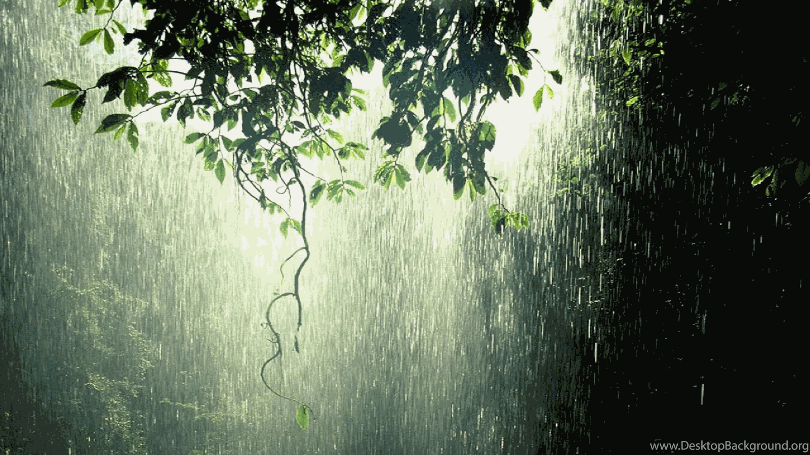  Rain  Wallpapers  Full HD  Desktop  Background