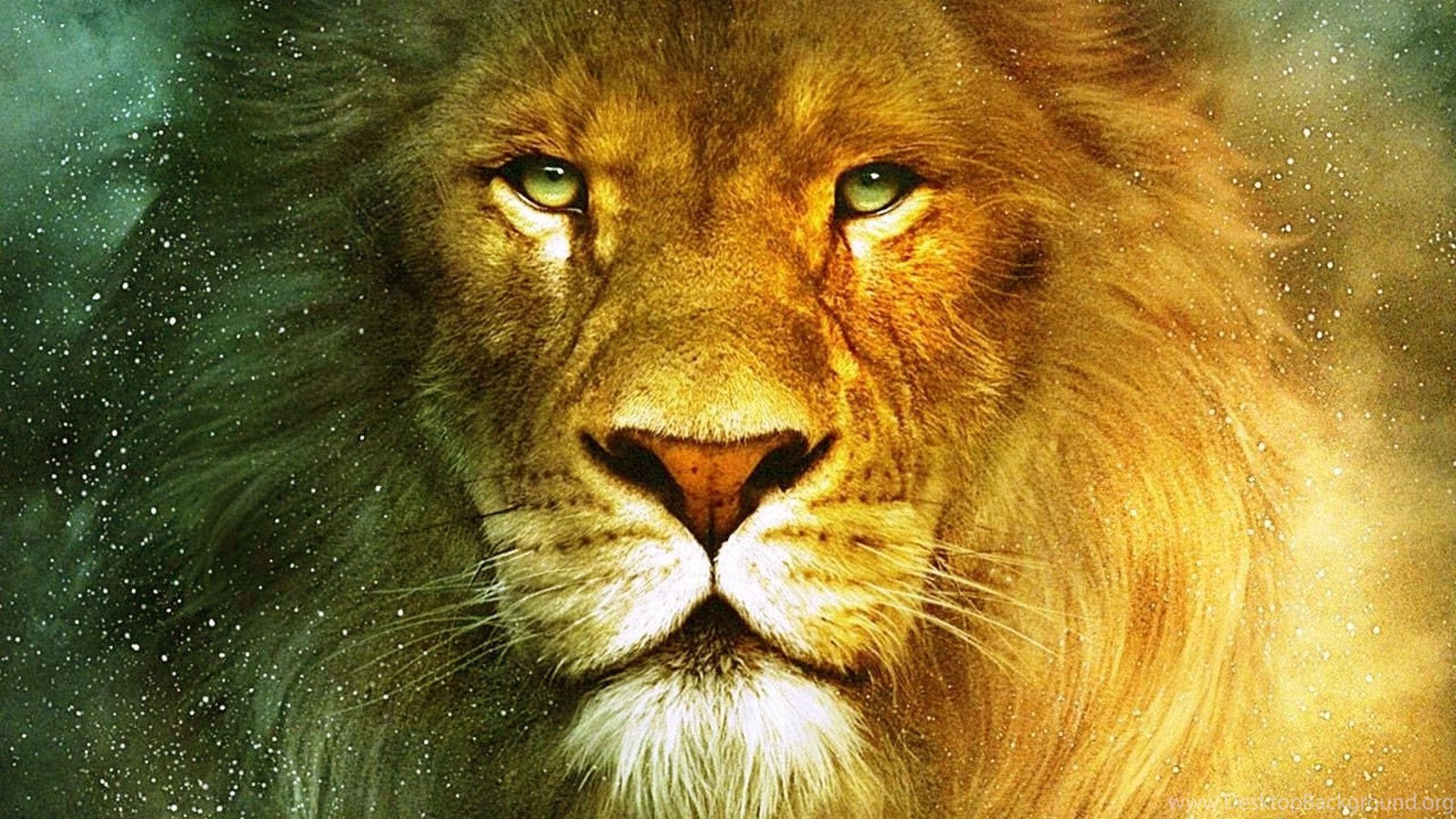  Download  Beautiful Lions  Wallpapers  Desktop  Background