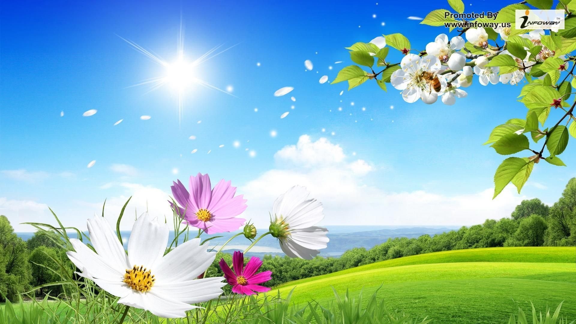 Hd Wallpapers Desktop Wallpaper Summer Flowers Beautiful Scenery