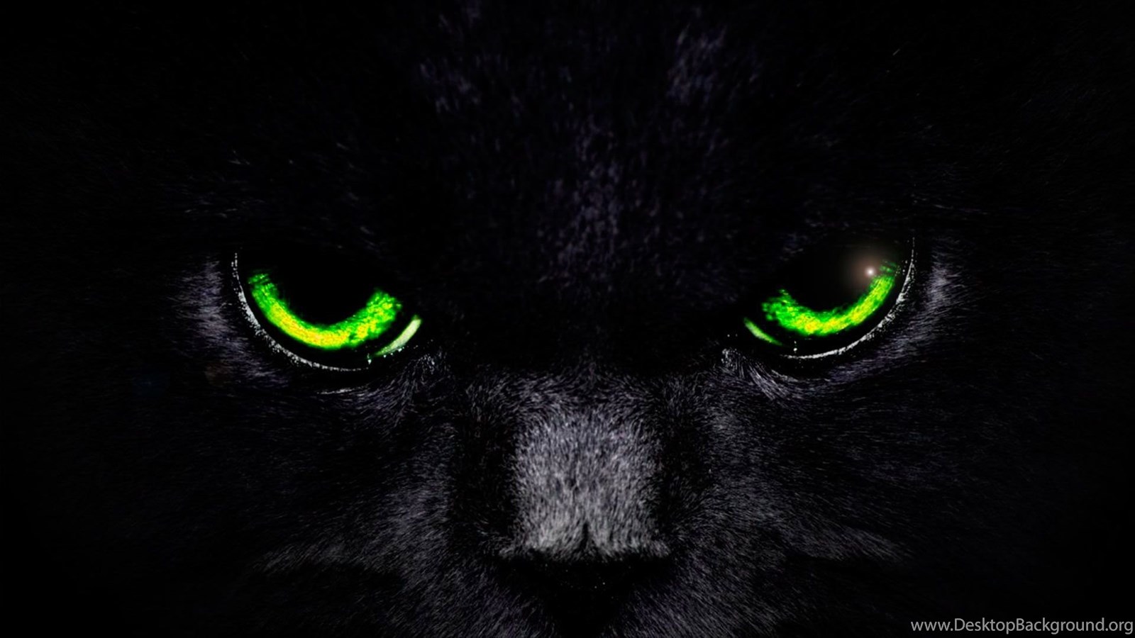 CAT EYES WALLPAPER Desktop Background