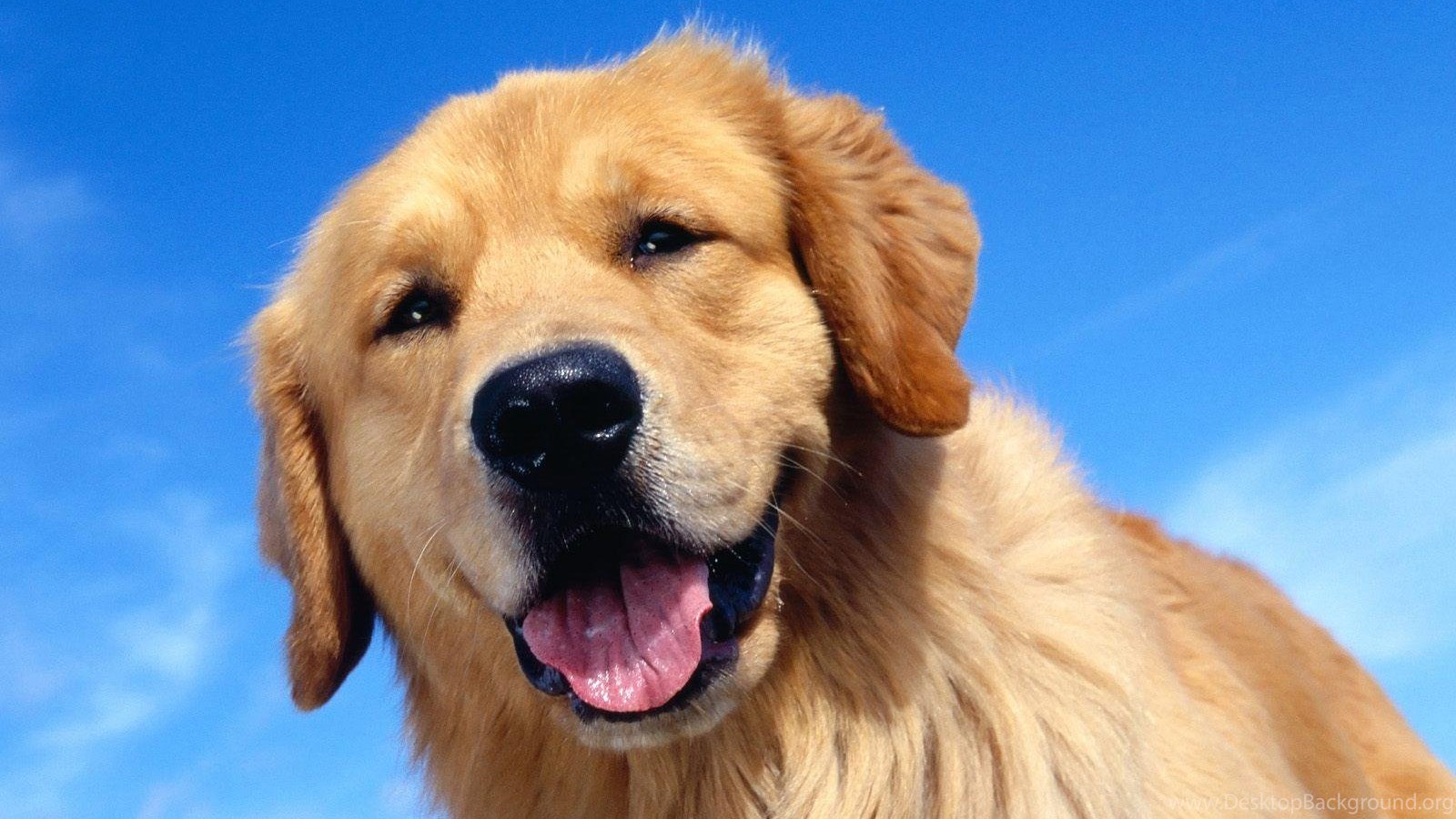 Wallpapers Labrador Dog 1600 X 10 Animals Pets Puppies Desktop Background Wallpapers Labrador Dog 1600 X 10 Animals Pets Puppies Desktop Background