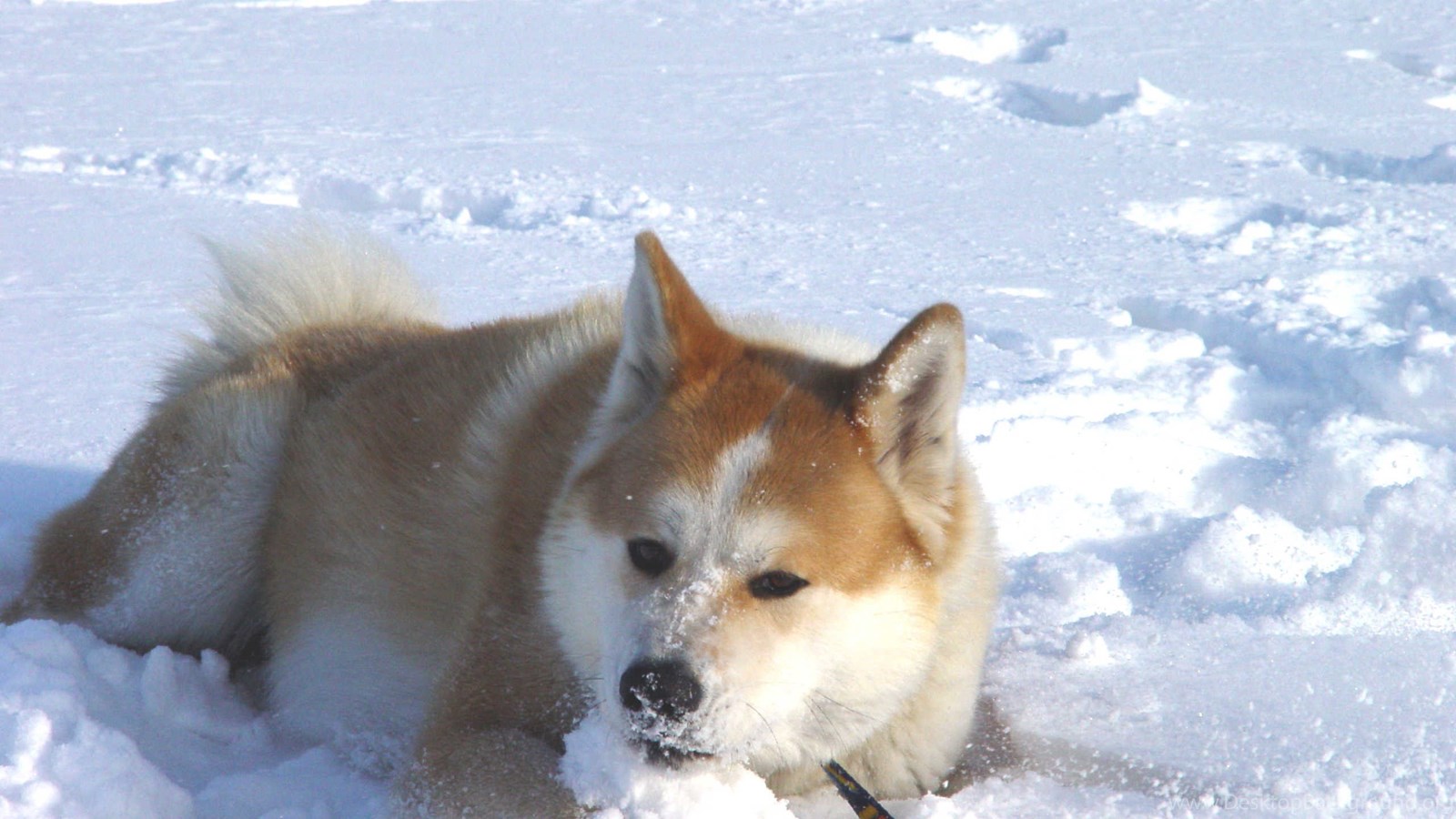 desktopbackground org