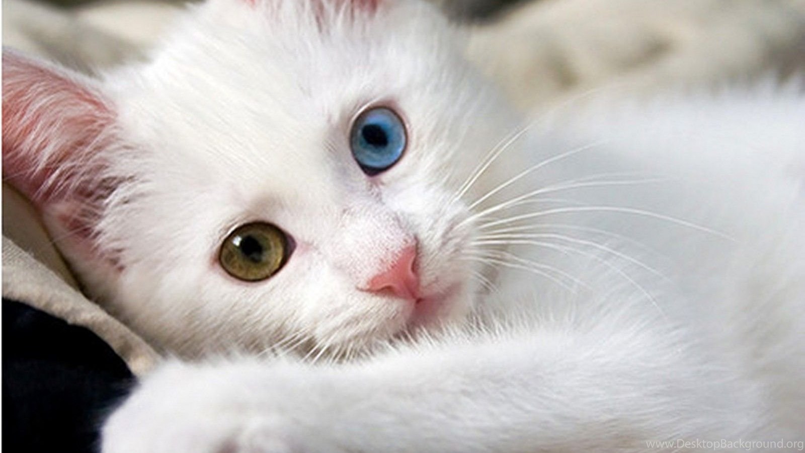 White Cat Hd Wallpaper Cute White Cat Images New Wallpapers Desktop Background