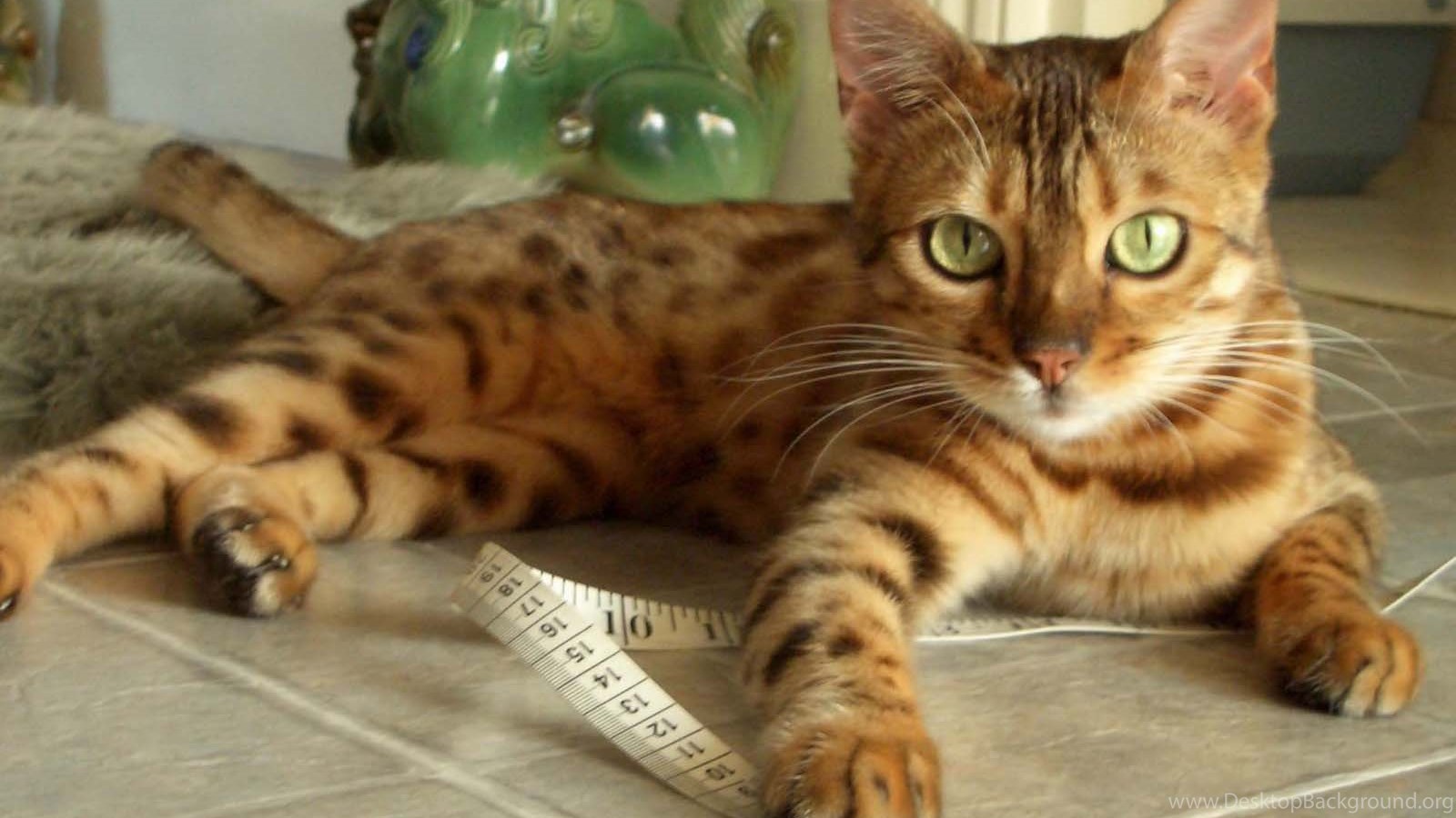 Most Common Cat Breeds Cats Types Desktop Background