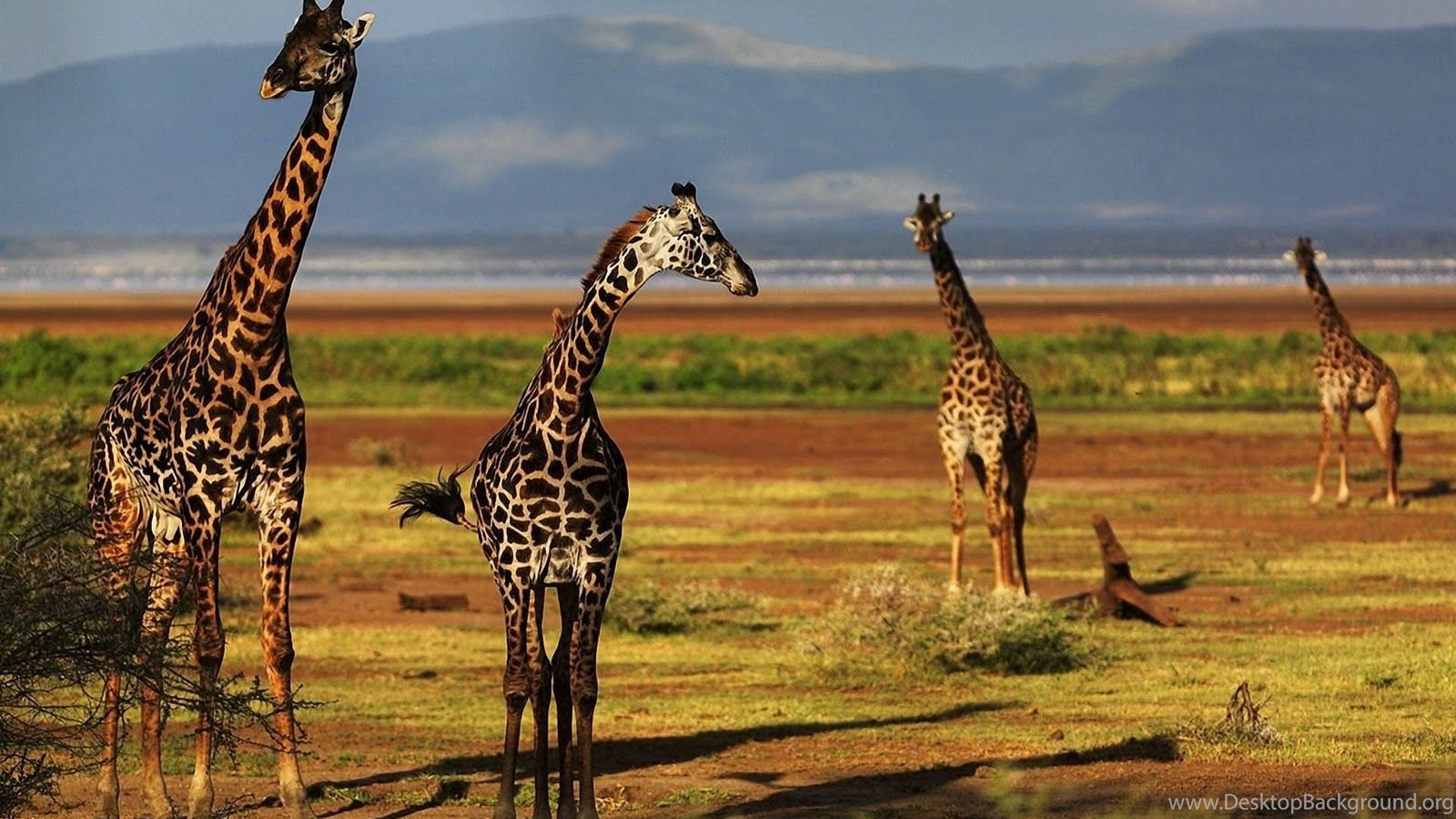 pix Giraffe Photos Hd giraffe hd wallpapers desktop background
