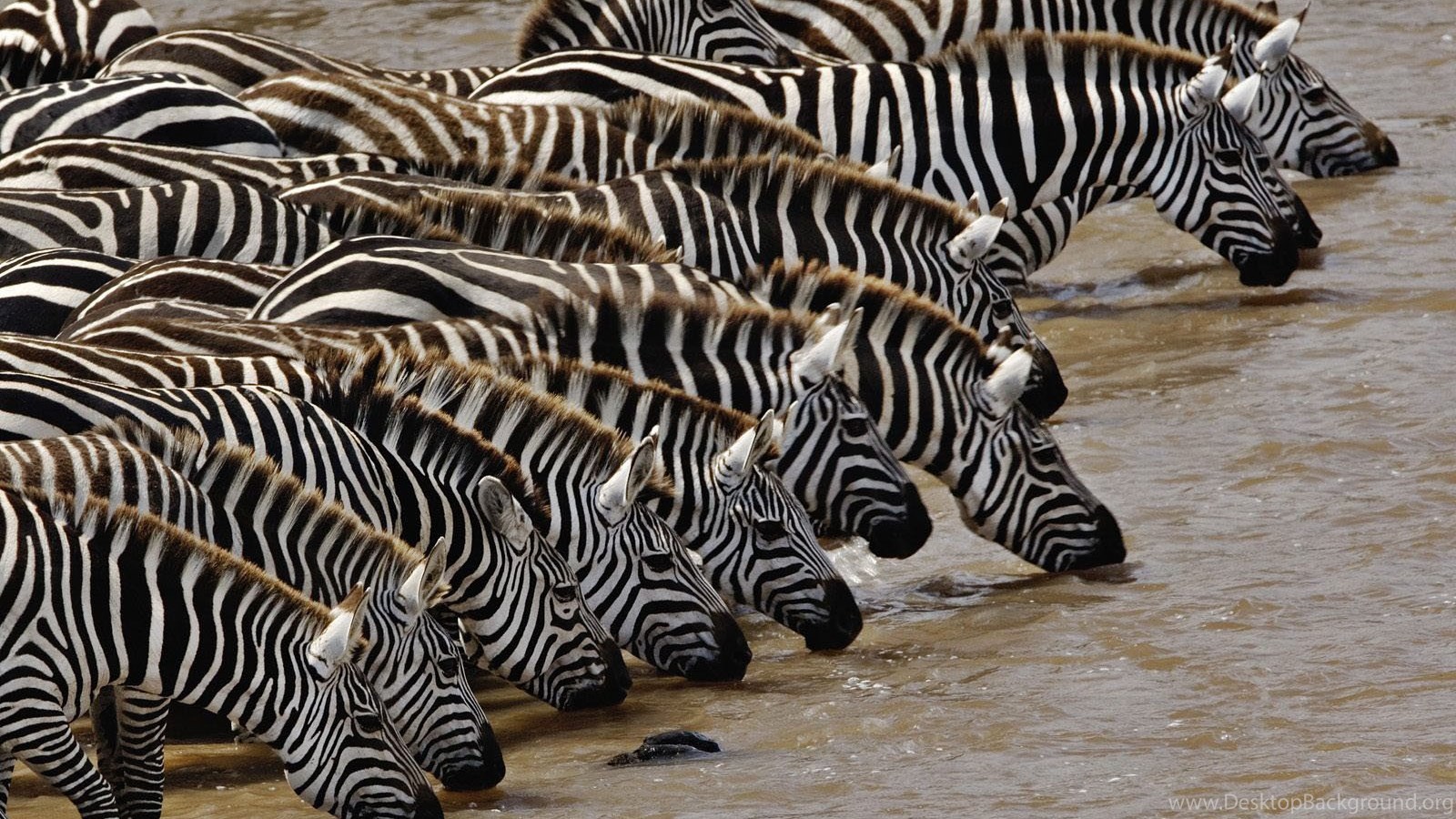 Зебра якутия. Бурчеллова Зебра. Зебра Греви. Гимномурена-Зебра. Masai Mara Zebra.