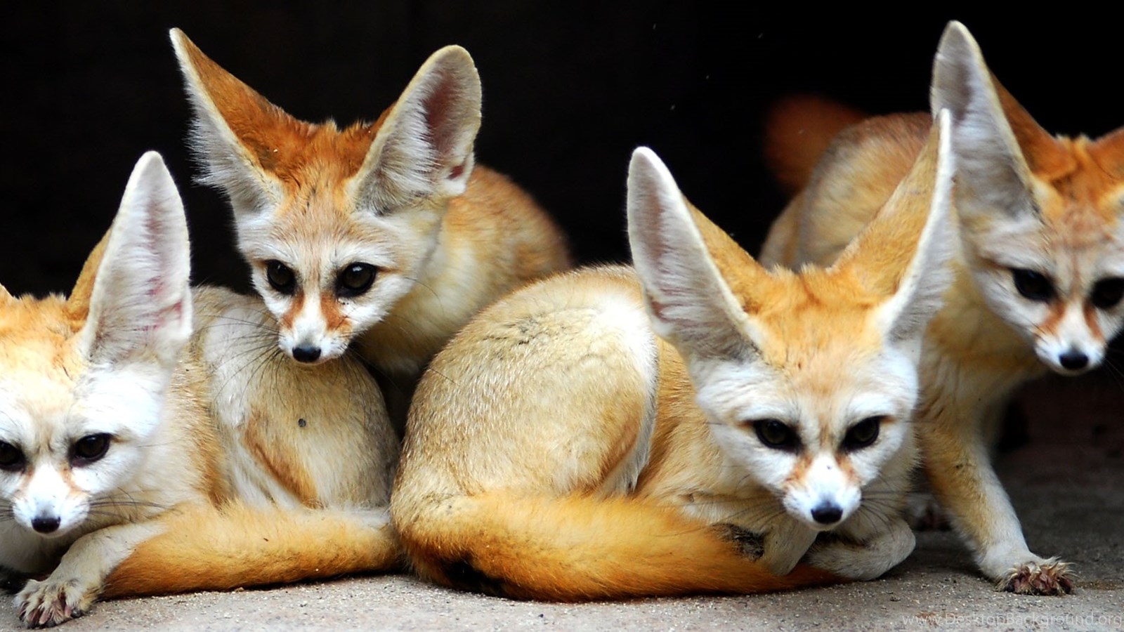 fennec free 3g