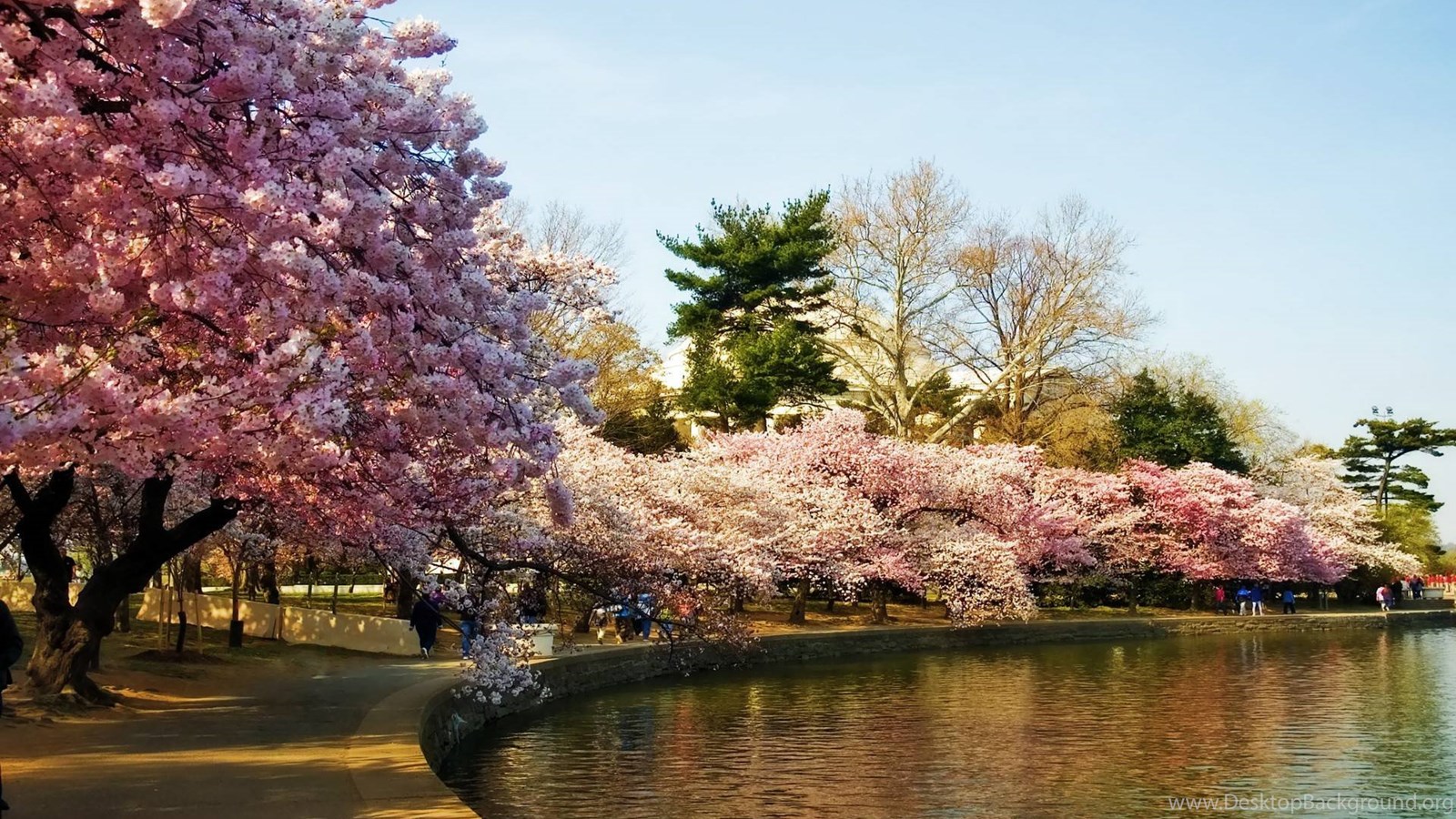 Sakura blossom. Сакура черри блоссом дерево. Йокогама Япония цветение Сакуры. Ужгород Сакуры цветение Сакуры. Цветение Сакуры в Японии сады.