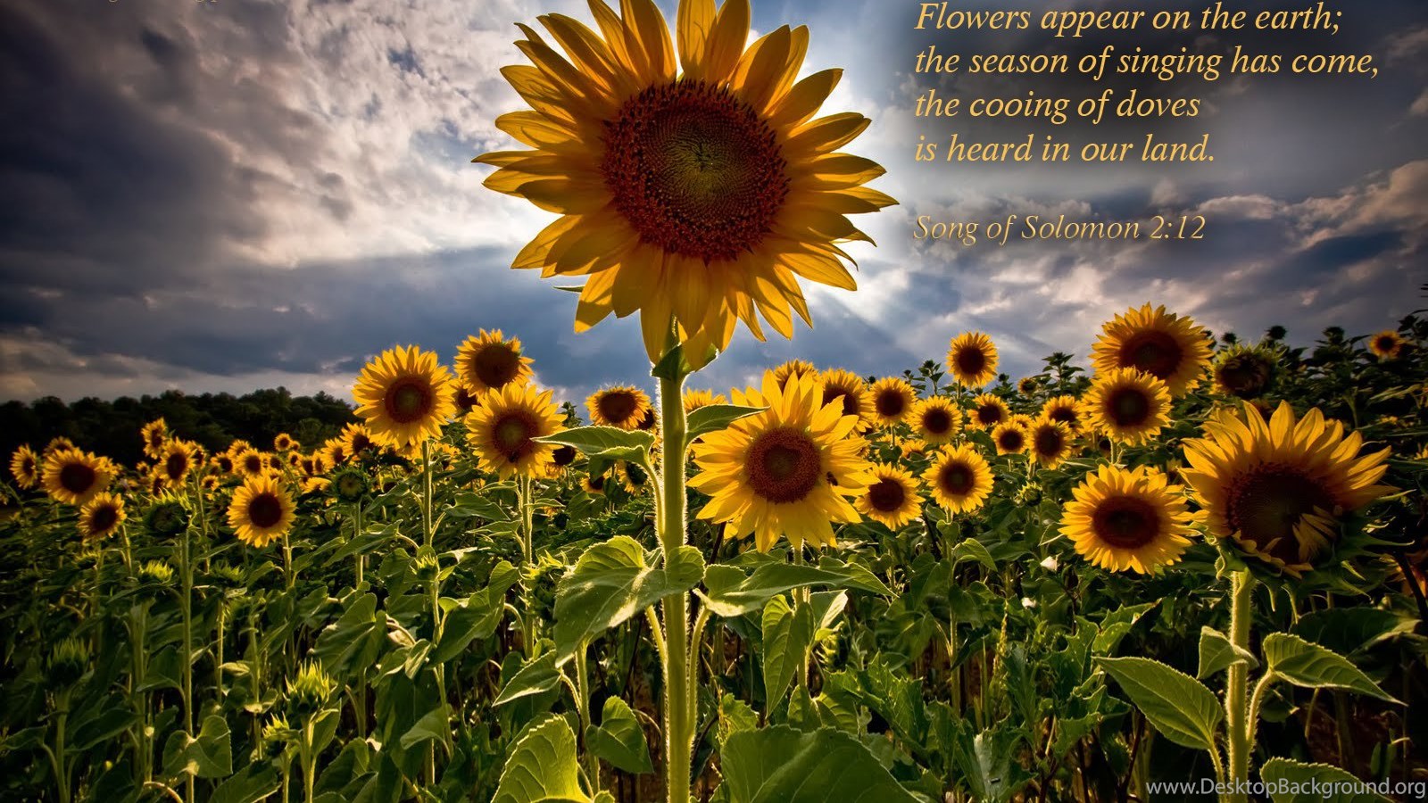 bible christian verses quotes wallpapers backgrounds desktop popular