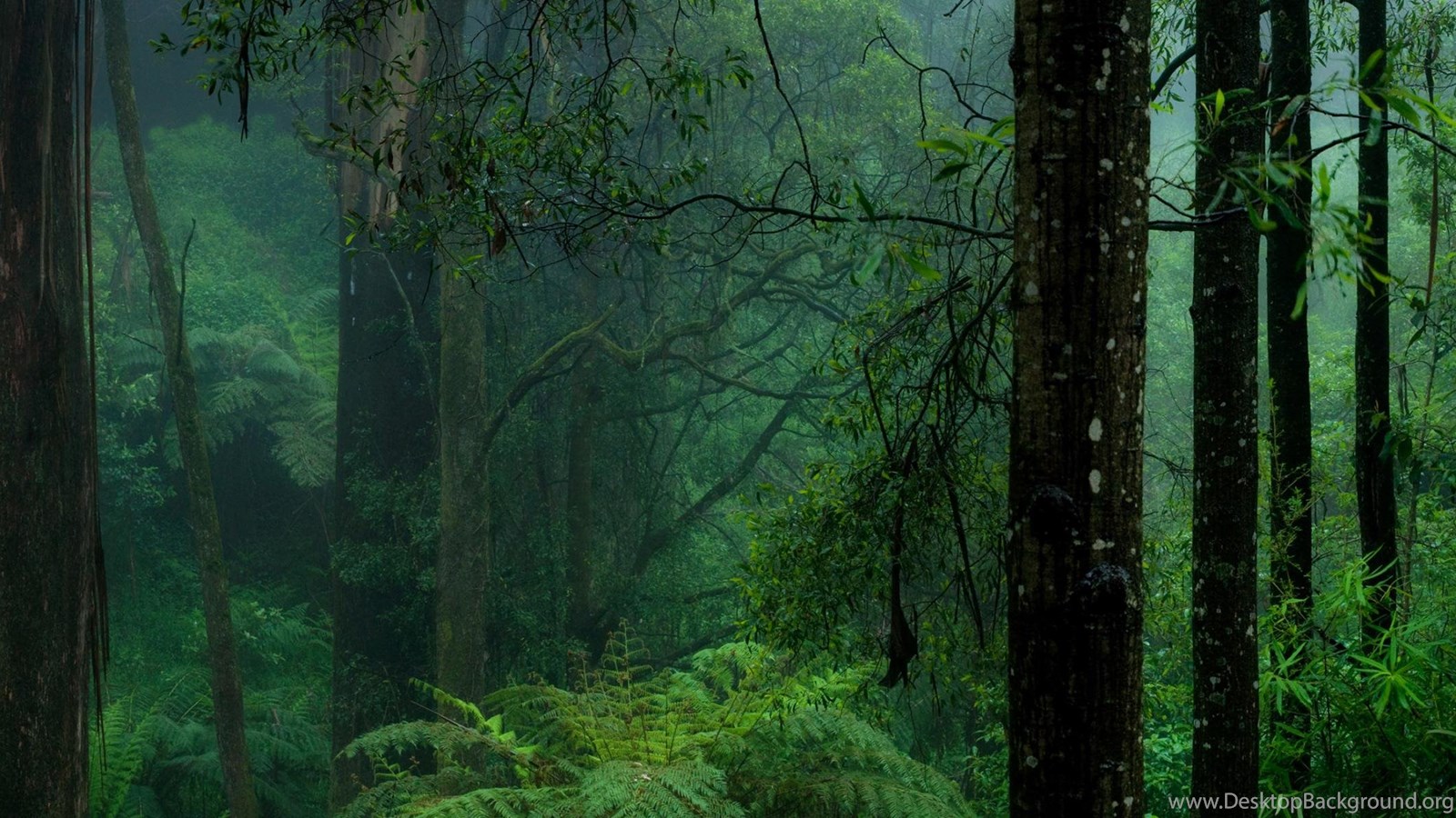 Download Wallpapers Dark Forest (3200 X 1200 Dual Monitor