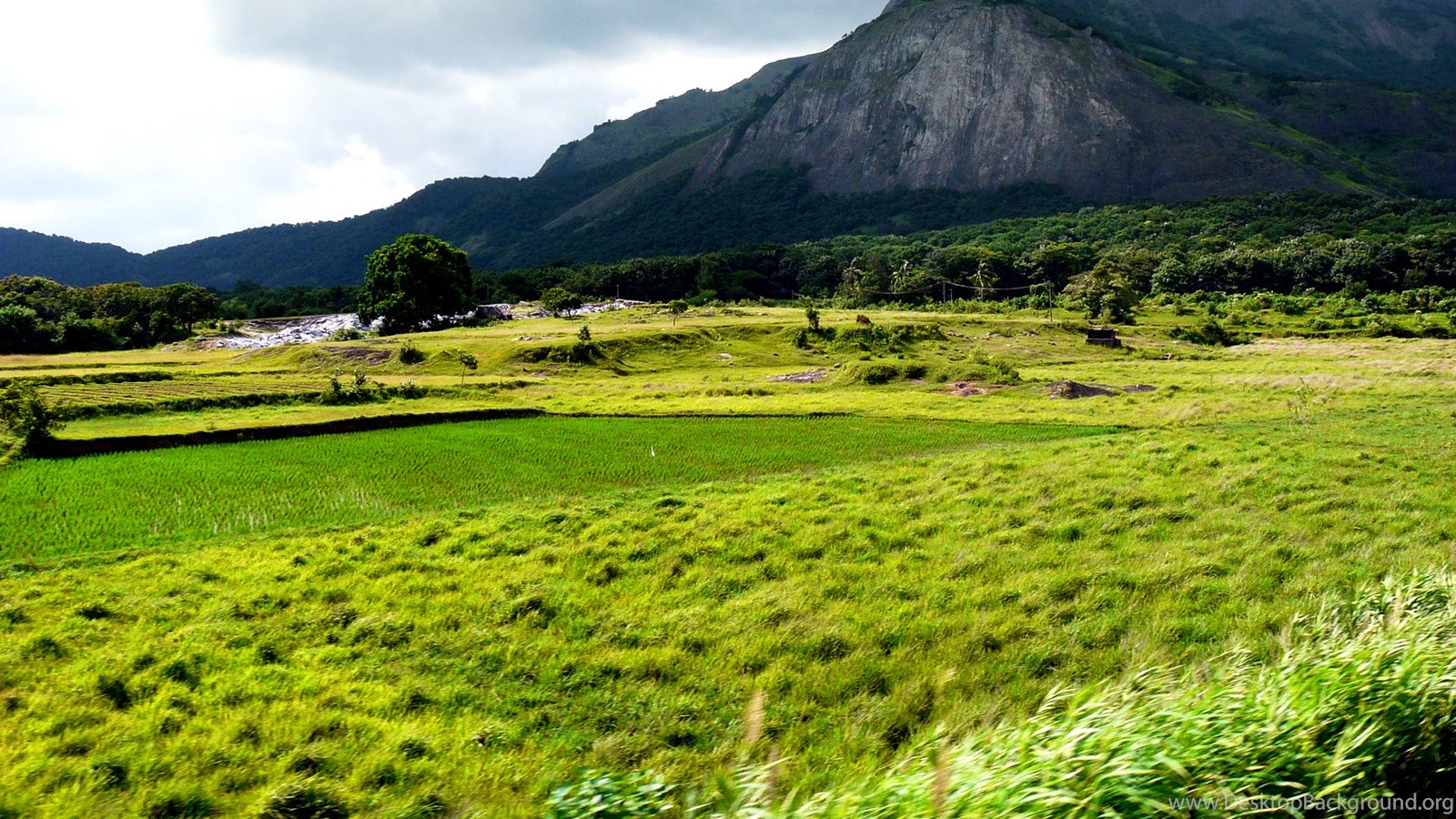 FileAgriculture Farm TamilNadu India Near Keralajpg Wikimedia