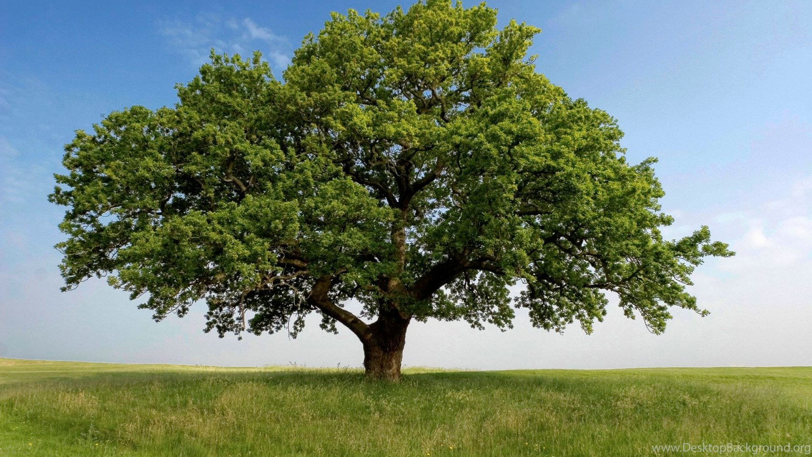 2560x1600px Oak Tree Desktop Background
