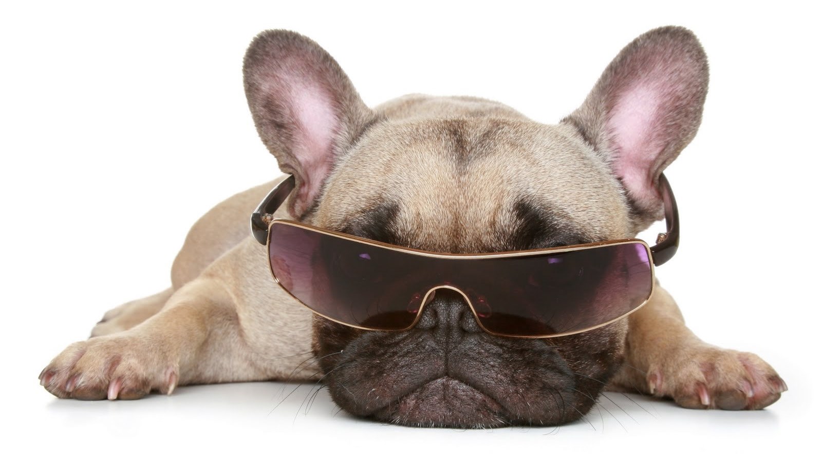 Wallpaper Funny Wallpaper Pictures Of Dogs - Don T Touch My Phone Funny