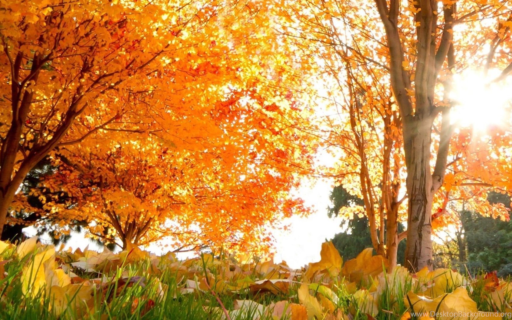 Download Wallpapers 2560x1080 Fall Trees Leaves 2560x1080 219 Tv
