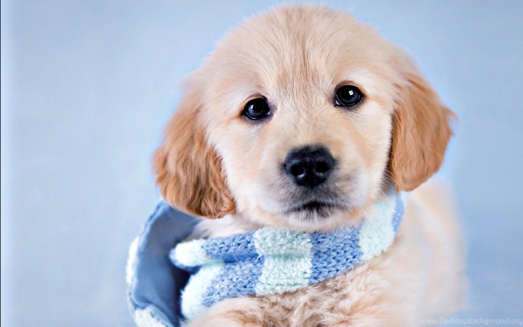 Dogs: Puppy Animal Rachael Hale Winter Blue Scarf Dog Cute Catei