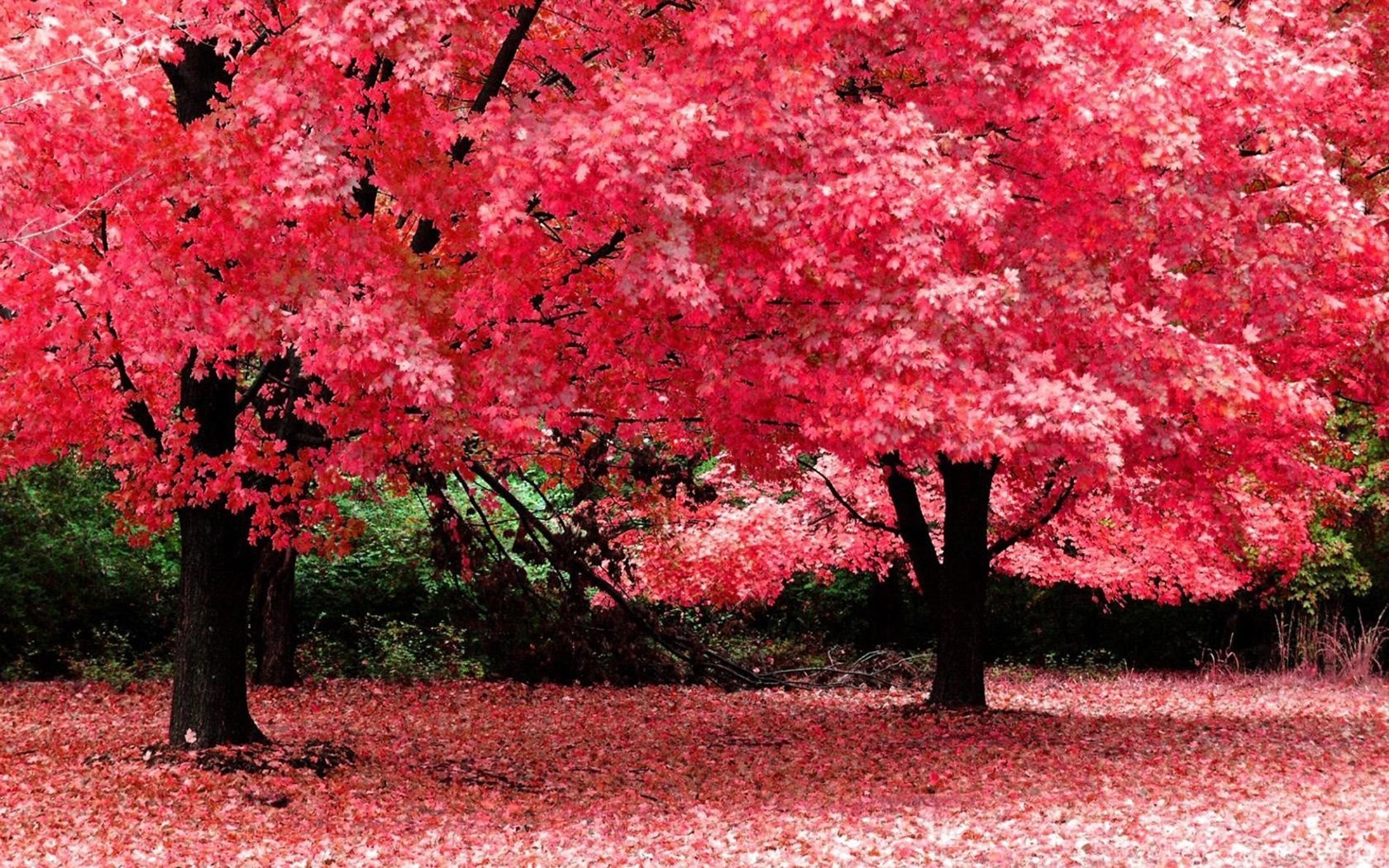 Японский клен Орегон. Розовое дерево. Дерево с розовыми листьями. Красивое розовое дерево.