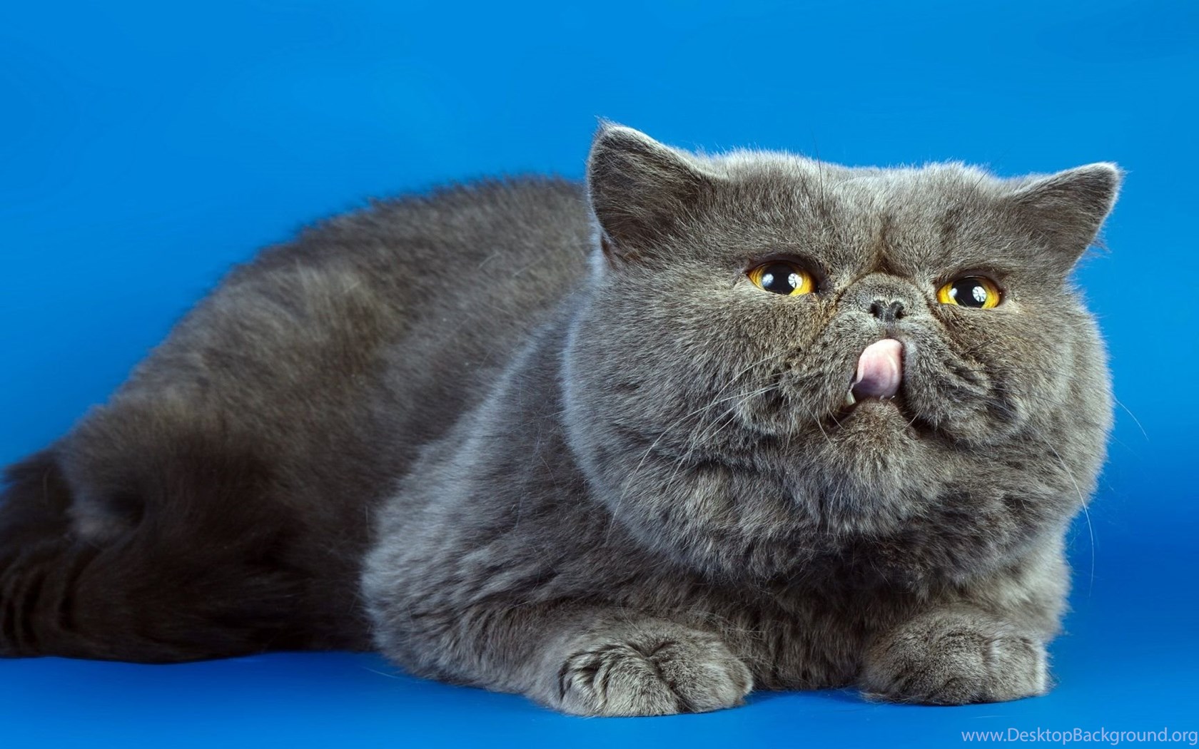 Download Fat Cat Widescreen Widescreen 16:10 1680x1050 Desktop Background. 