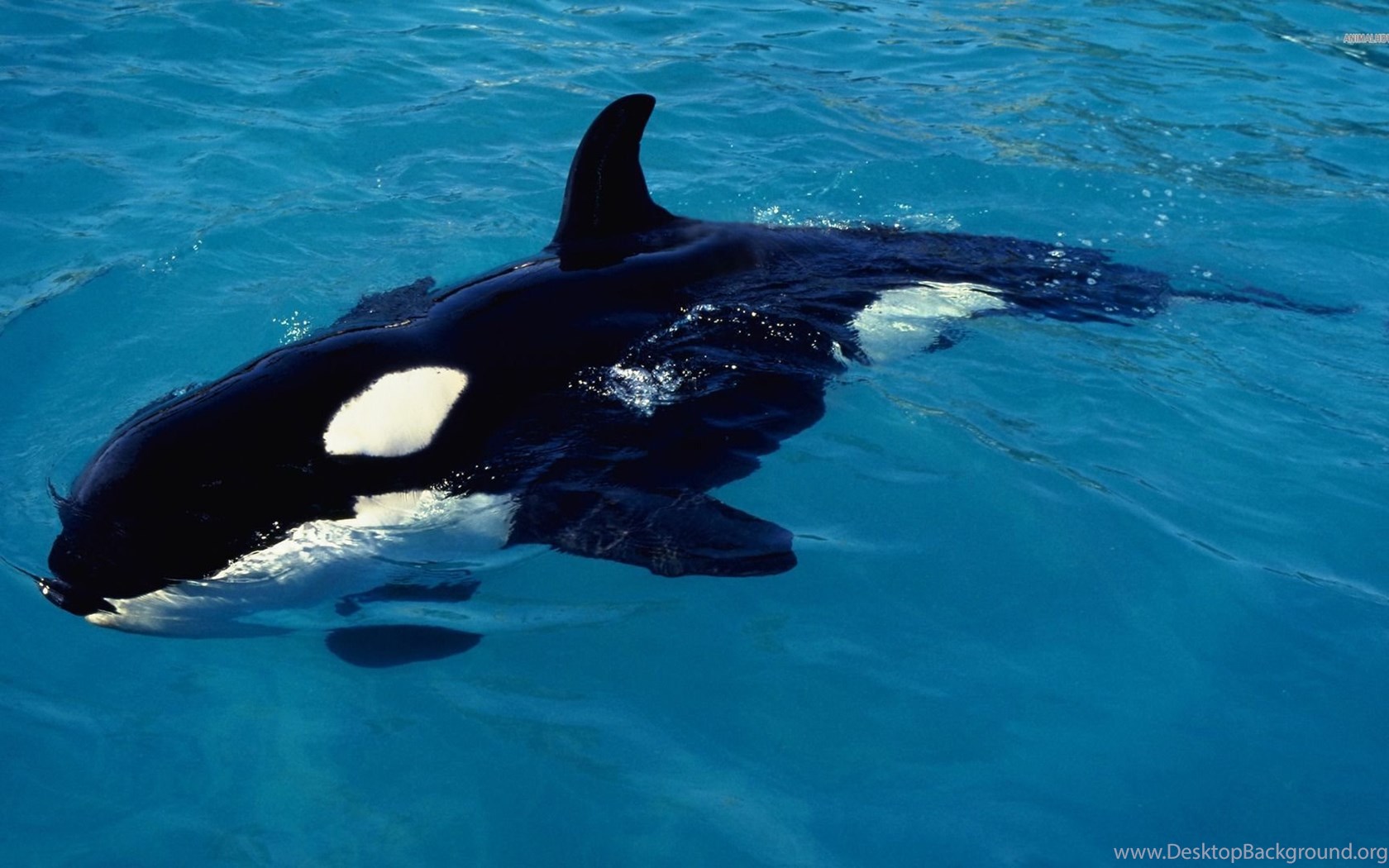 Killer Whale Attacking Blue Whale Wallpaper Desktop Background,Cute Beautiful Wallpaper Baby Doll Cute Beautiful Wallpaper Barbie Images
