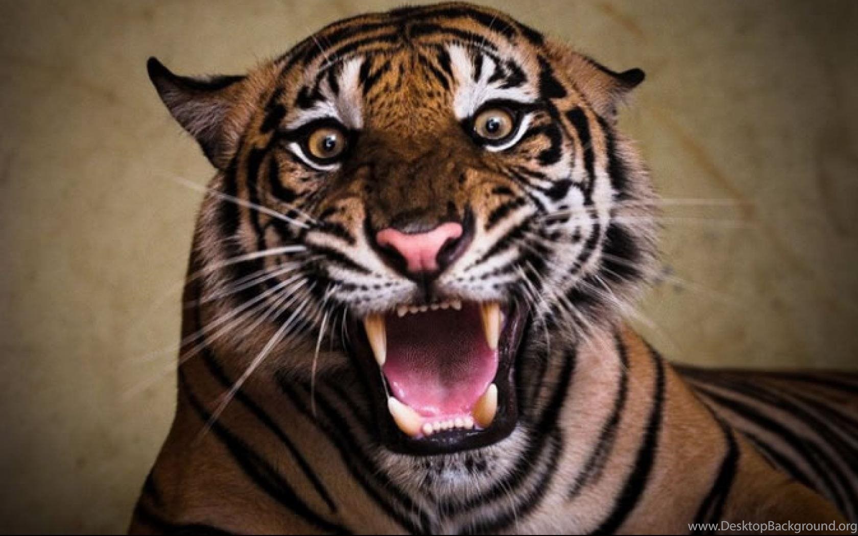 С разъяренным хищником. Тигр оскал. Тайгер тигр рычит. Тигр оскал анфас. Суматранский тигр злой.