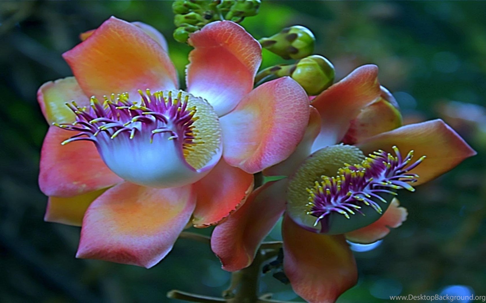 Название необычные красивые. Фаталик витаспаразис. Чили Сельва тропические цветы. Орхидея пассифлора. Растения экзоты.