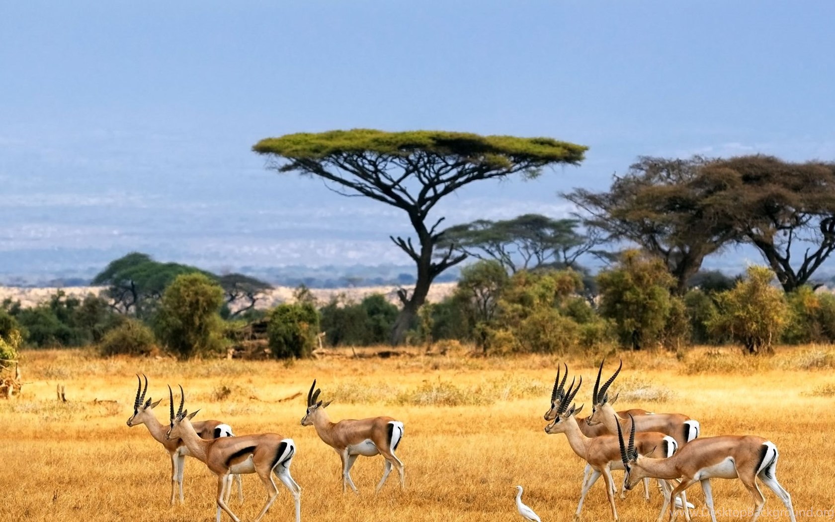 1920x1080 Antelope Antelopes African Landscape Savanna Safari Desktop Background