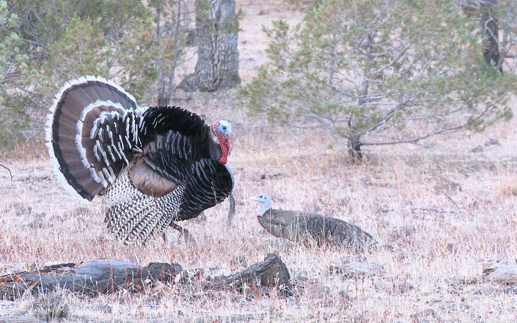 Download 15 Yard Files: Gould's Turkey Hunting Widescreen Widescreen 1...