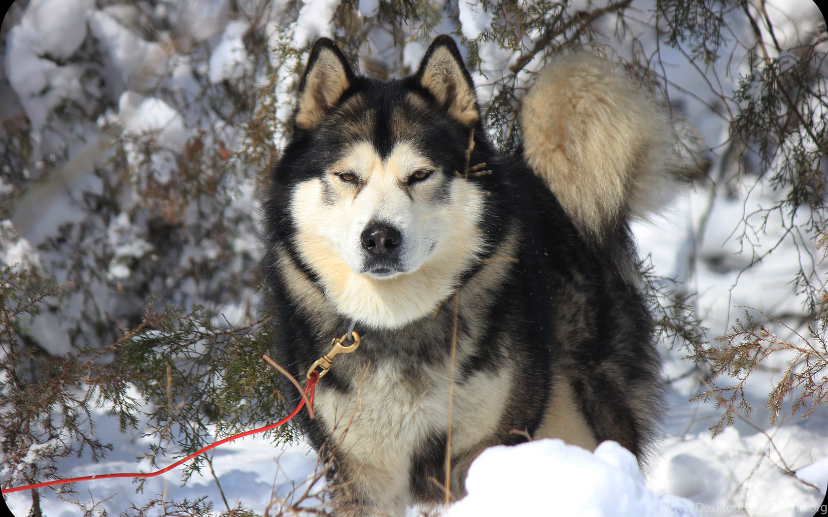 full blooded alaskan malamute