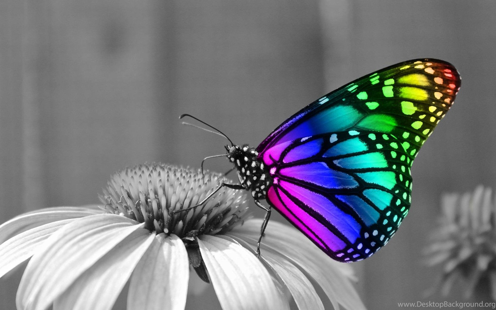 Wallpapers For Rainbow Butterfly Wallpapers Desktop Background