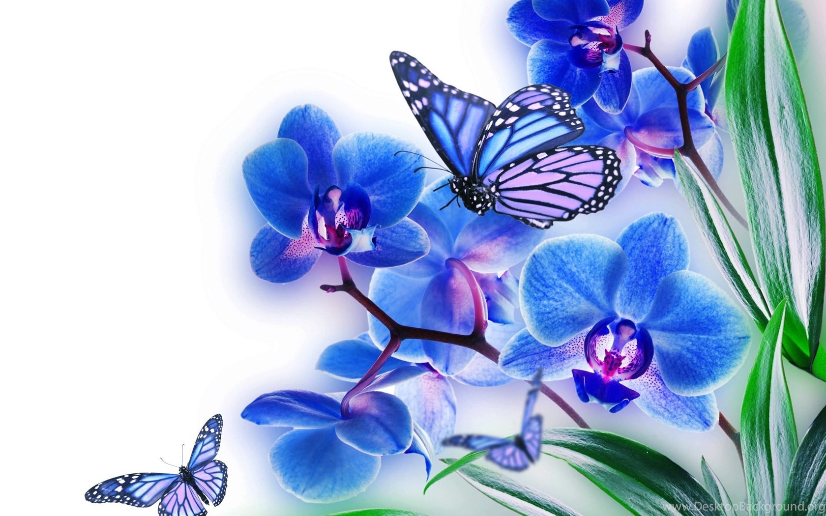 Download Wallpapers Hd Butterfly Blue Flowers With ...
