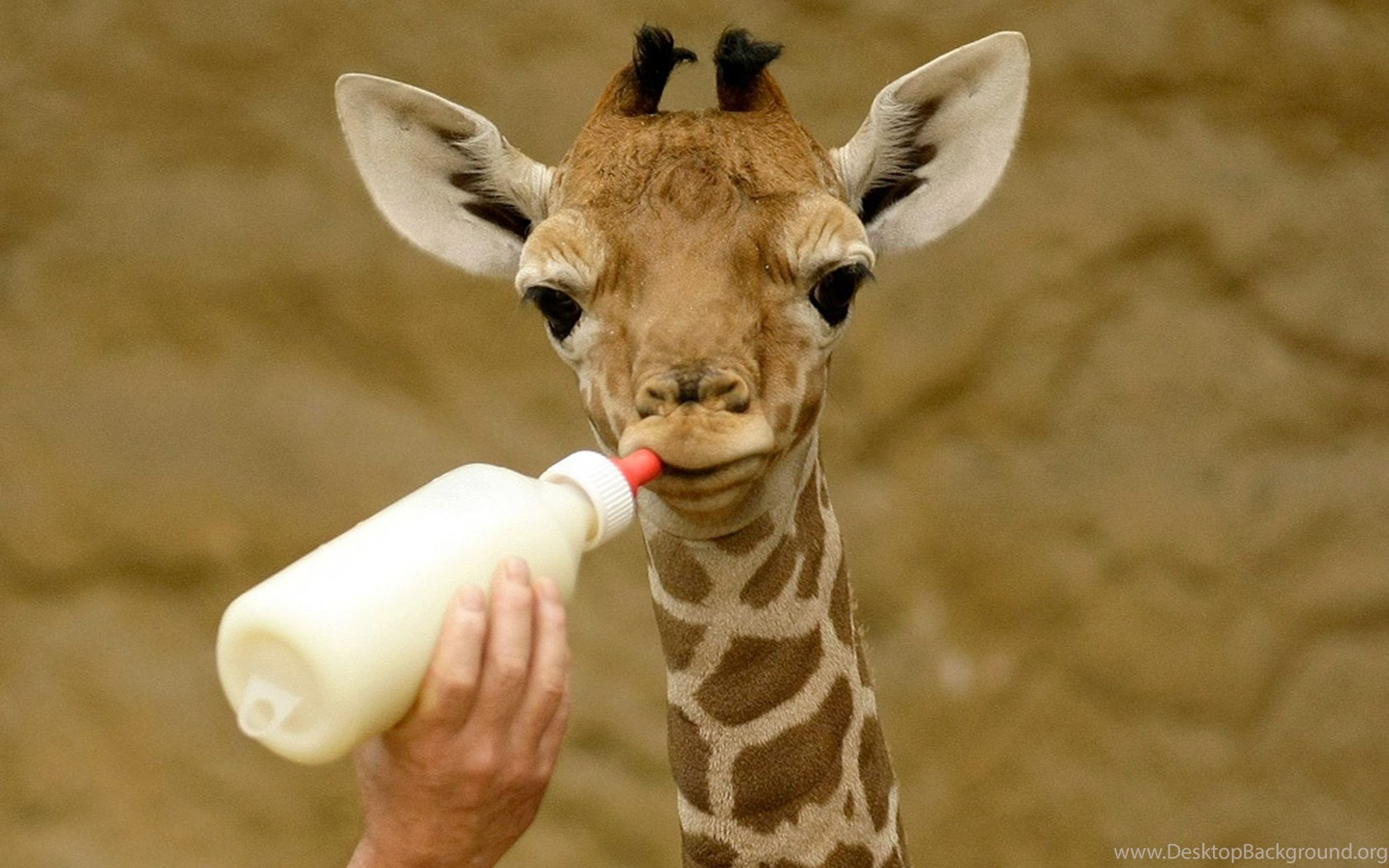 Cute Baby Giraffe Wallpaper. Desktop Background