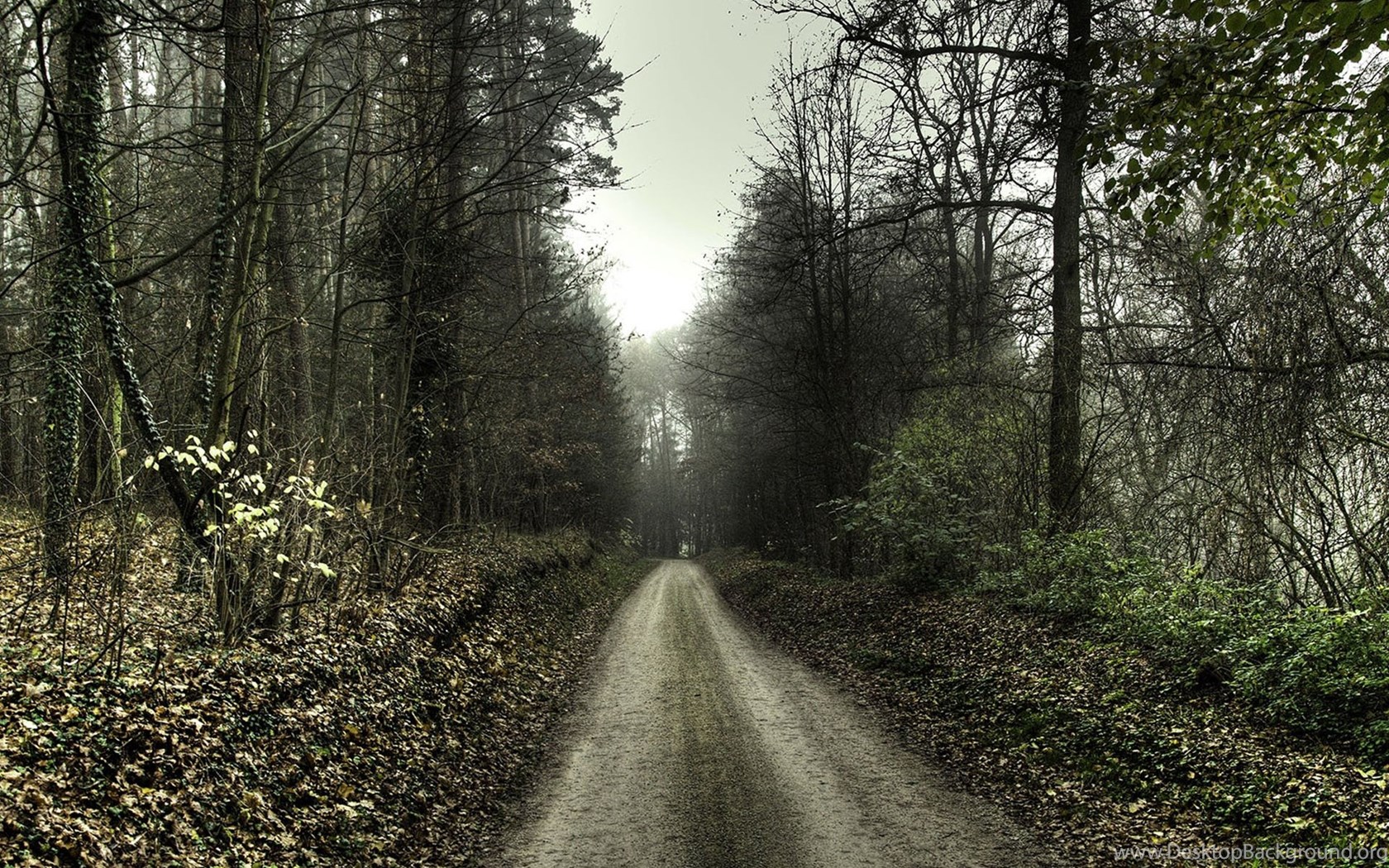 Haunted Forest Scary Road HD Wallpapers Widescreen 1920x1440 Desktop  Background