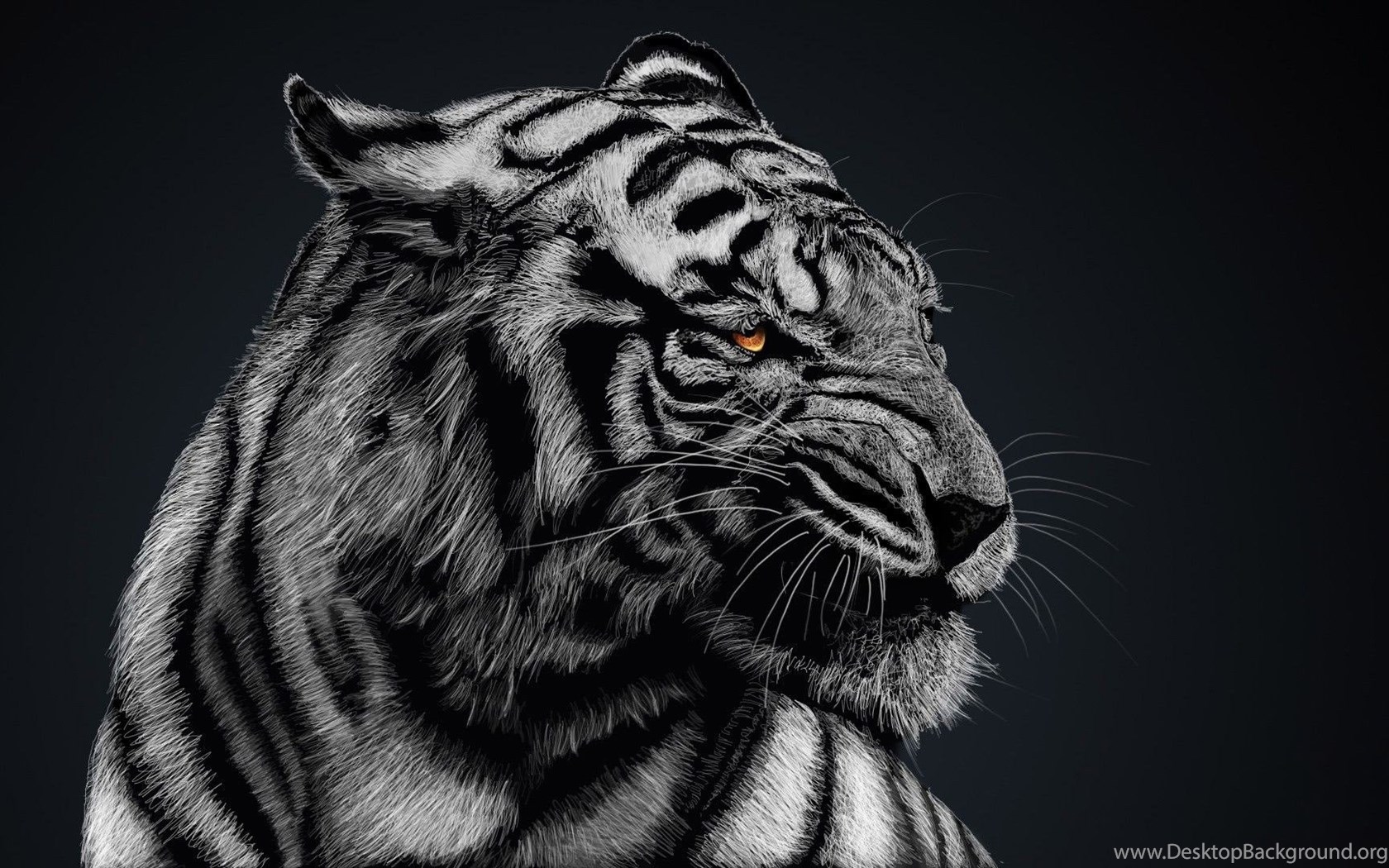 Black And White Tiger Wallpapers High Quality : Animal ...