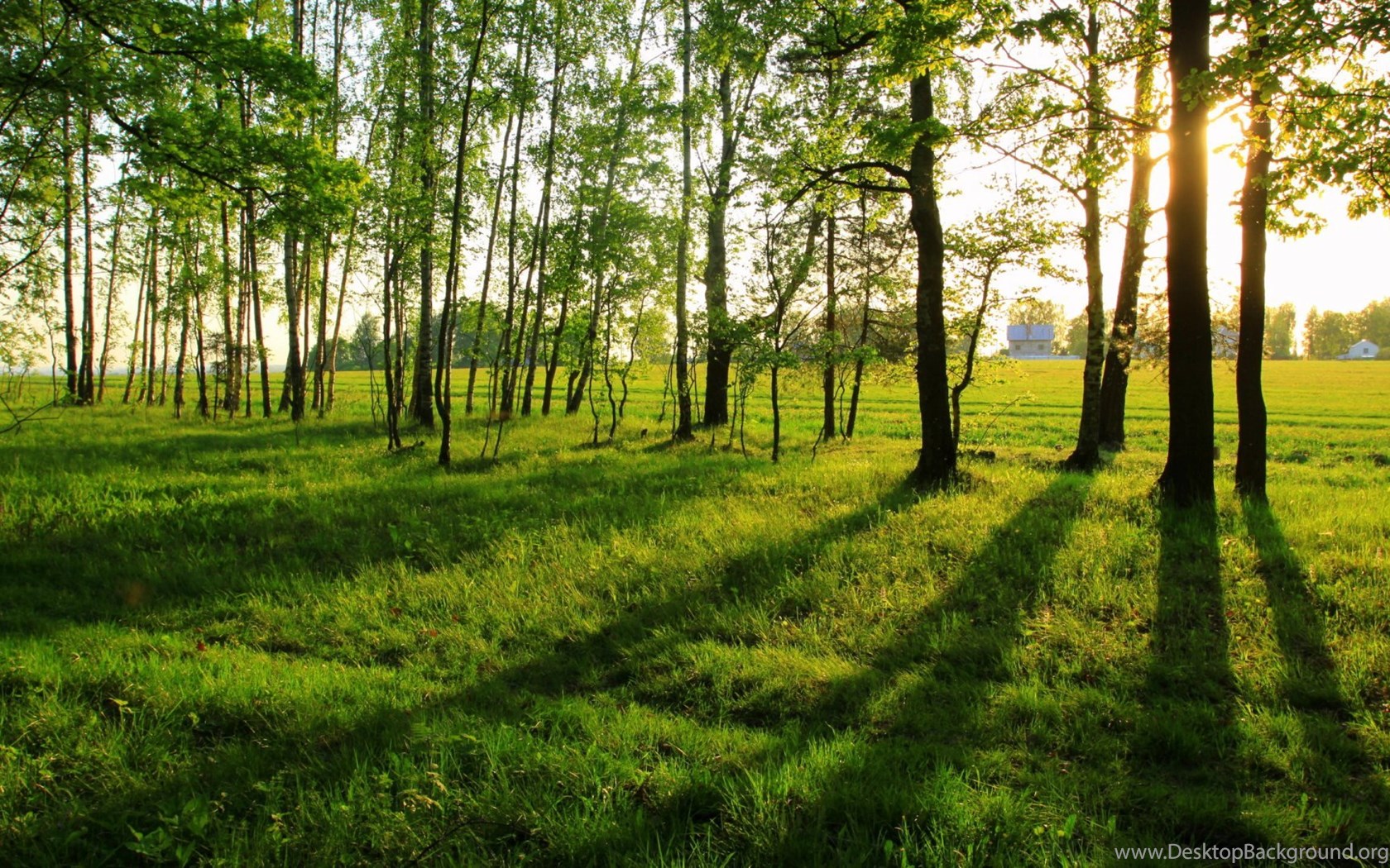 High Resolution Summer Trees Image Wallpapers Full Size ... Desktop ...