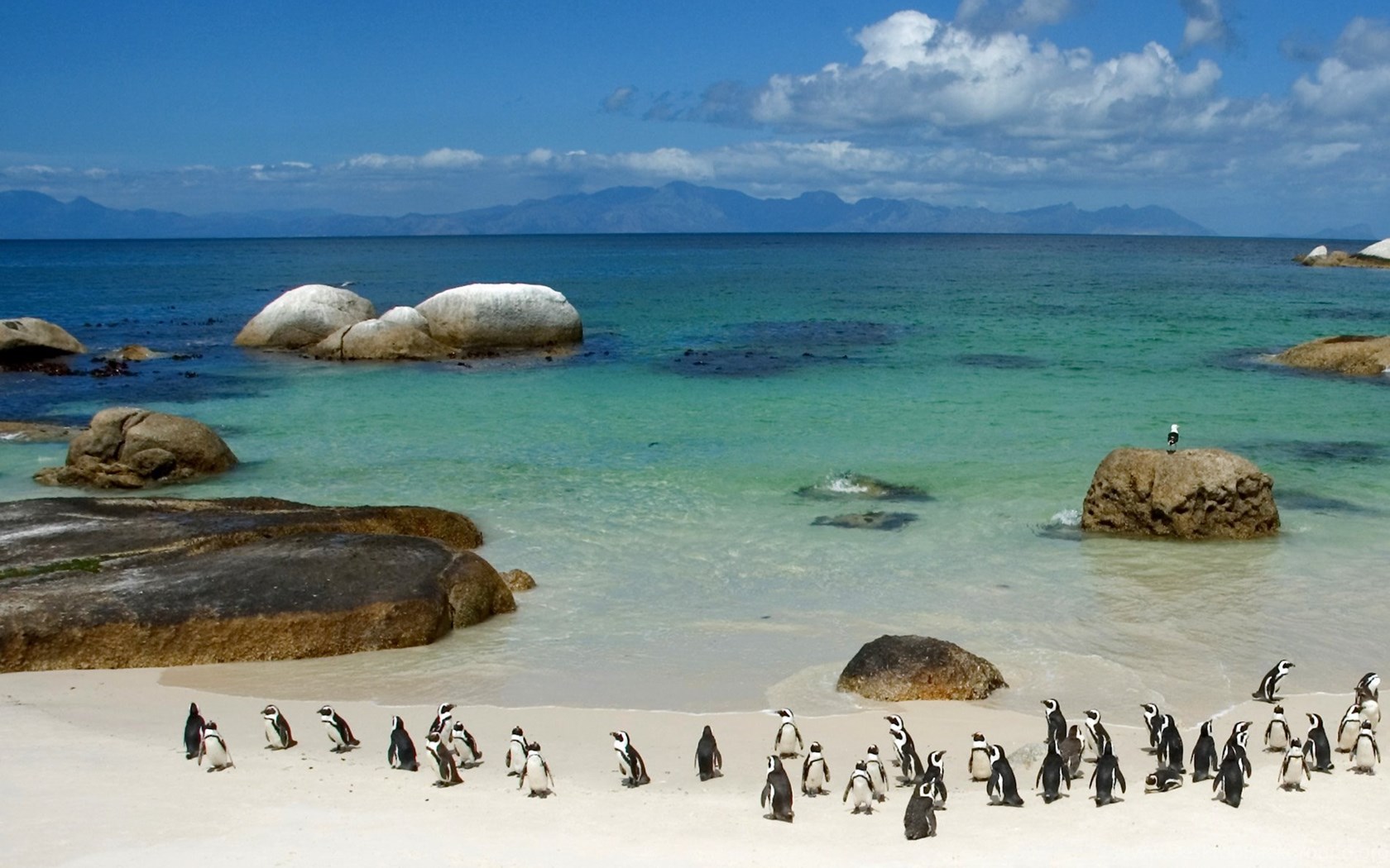 Wallpapers South Africa Penguins On Boulder Beach ...
