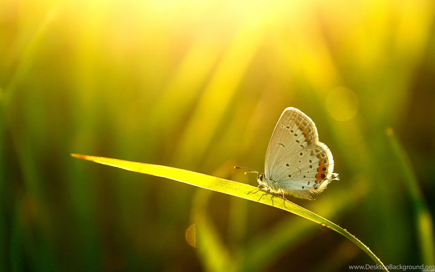 Р¤РѕРЅ good morning