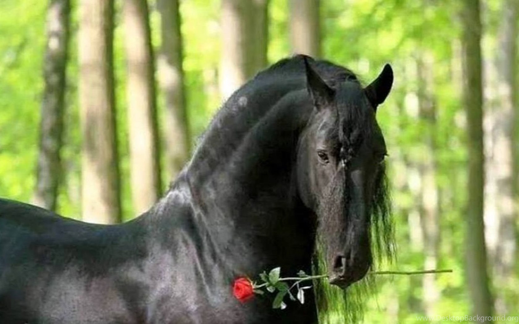 Черный цвет лошади. Фризская Вороная. Фризская порода/Вороная масть. Вороная Фризская лошадь. Фризская лошадь окрасы.