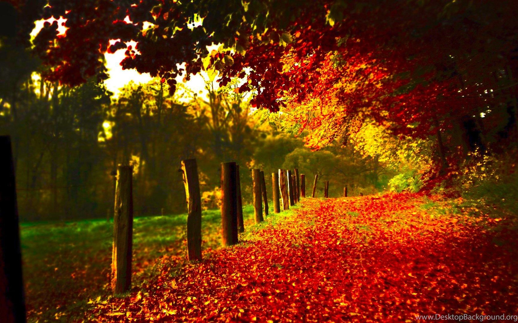 High Resolution Autumn Fall Leaves Wallpapers HD 20 Full Size ...
